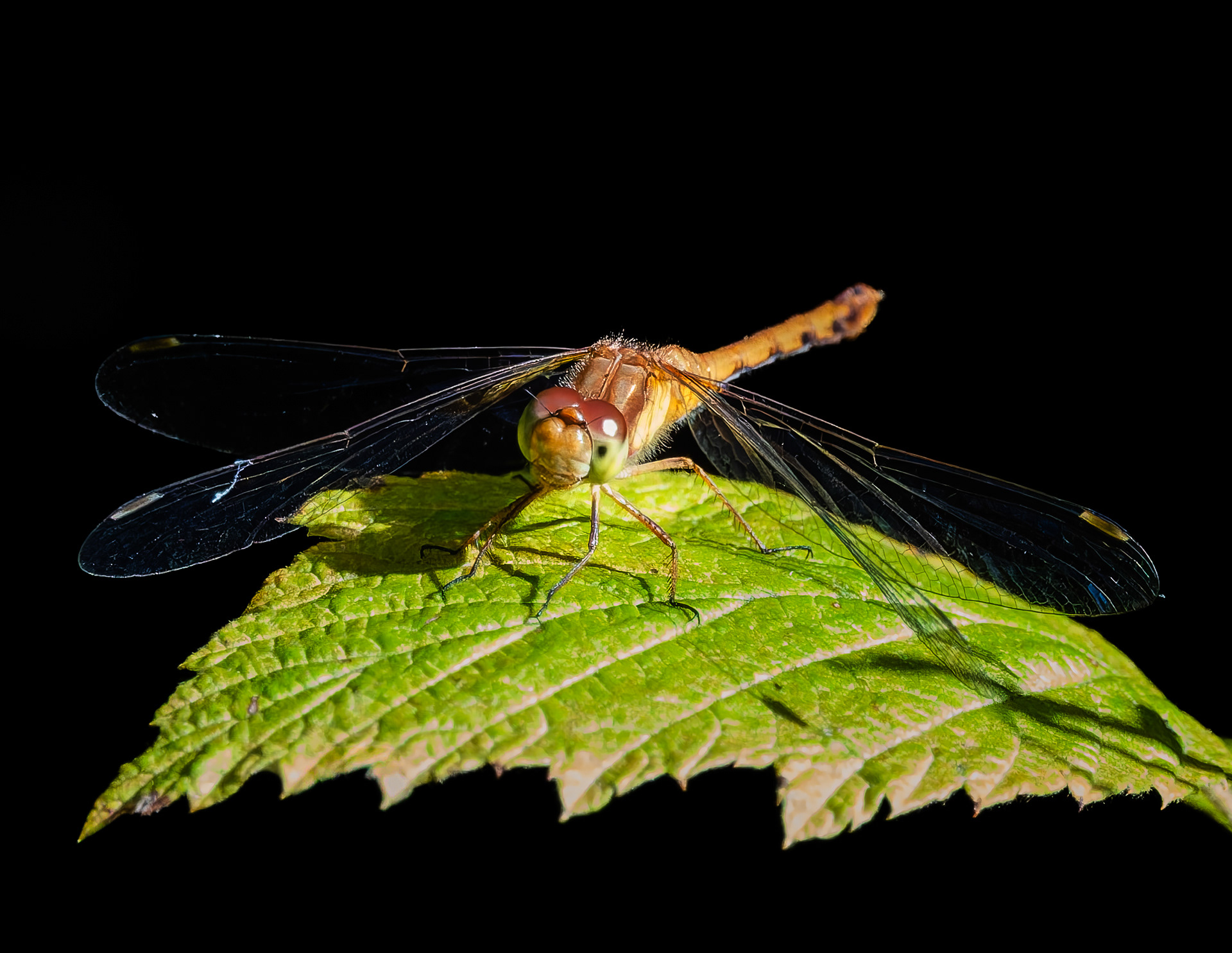 Meadowhawk Dragonfly No1