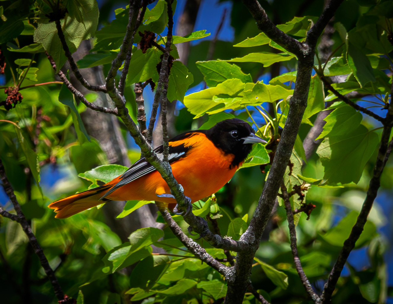 Male Baltimore Oriole No1