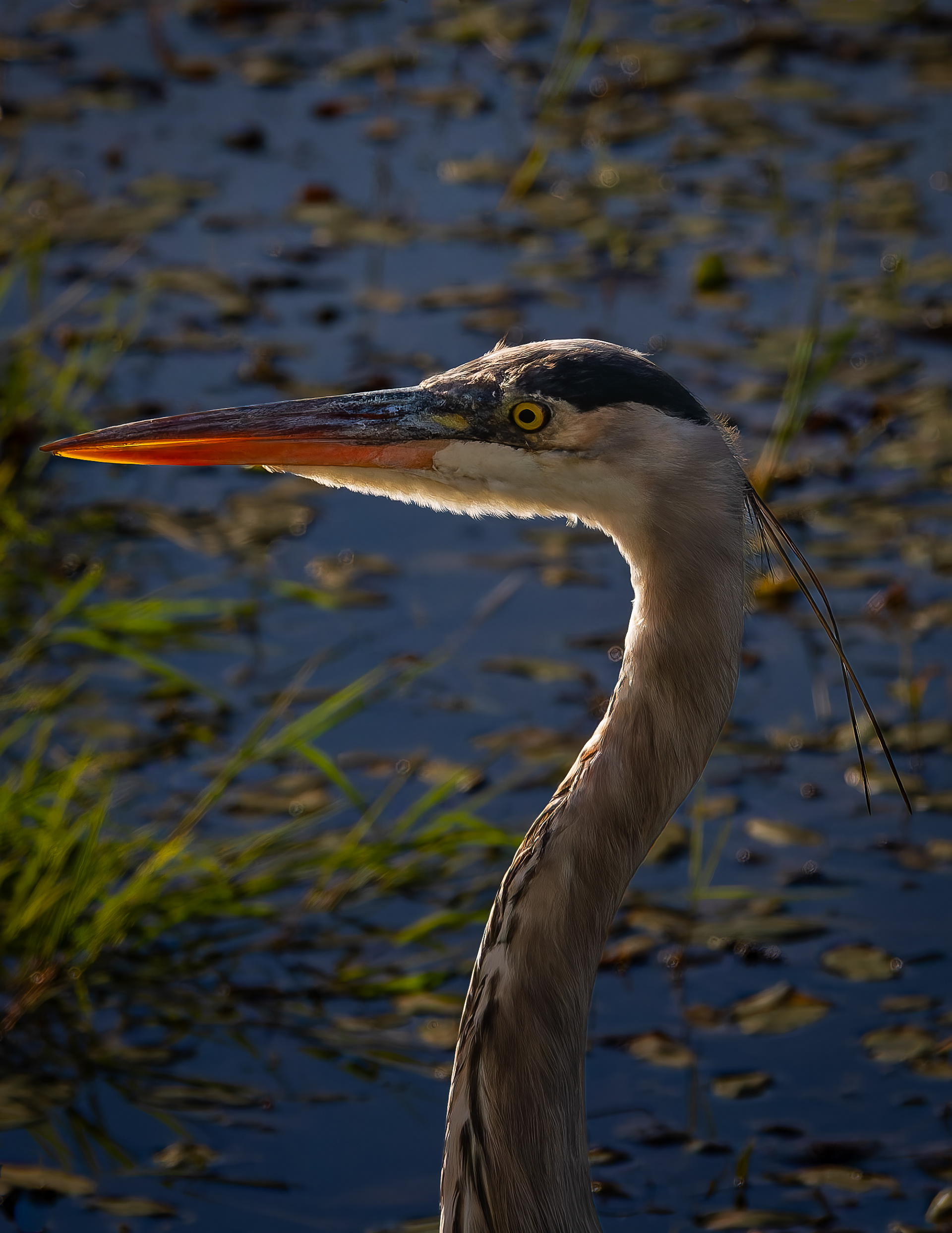 Great Blue Heron No2 - September 18, 2026