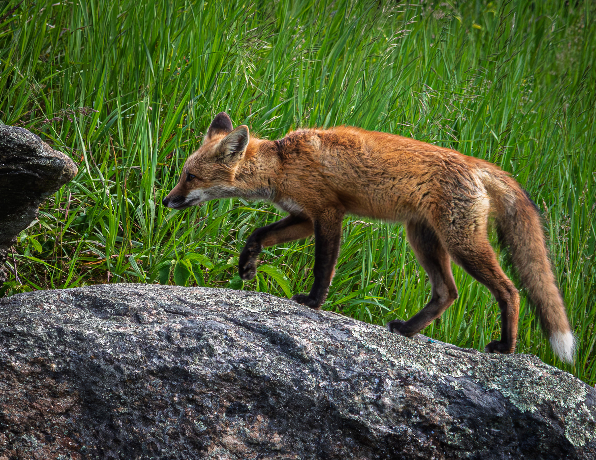 Red Fox Kit No1