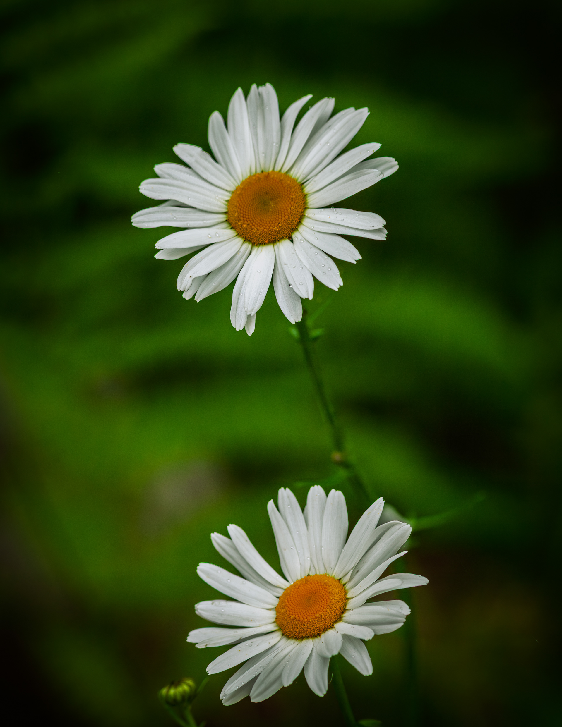 Daisies No1