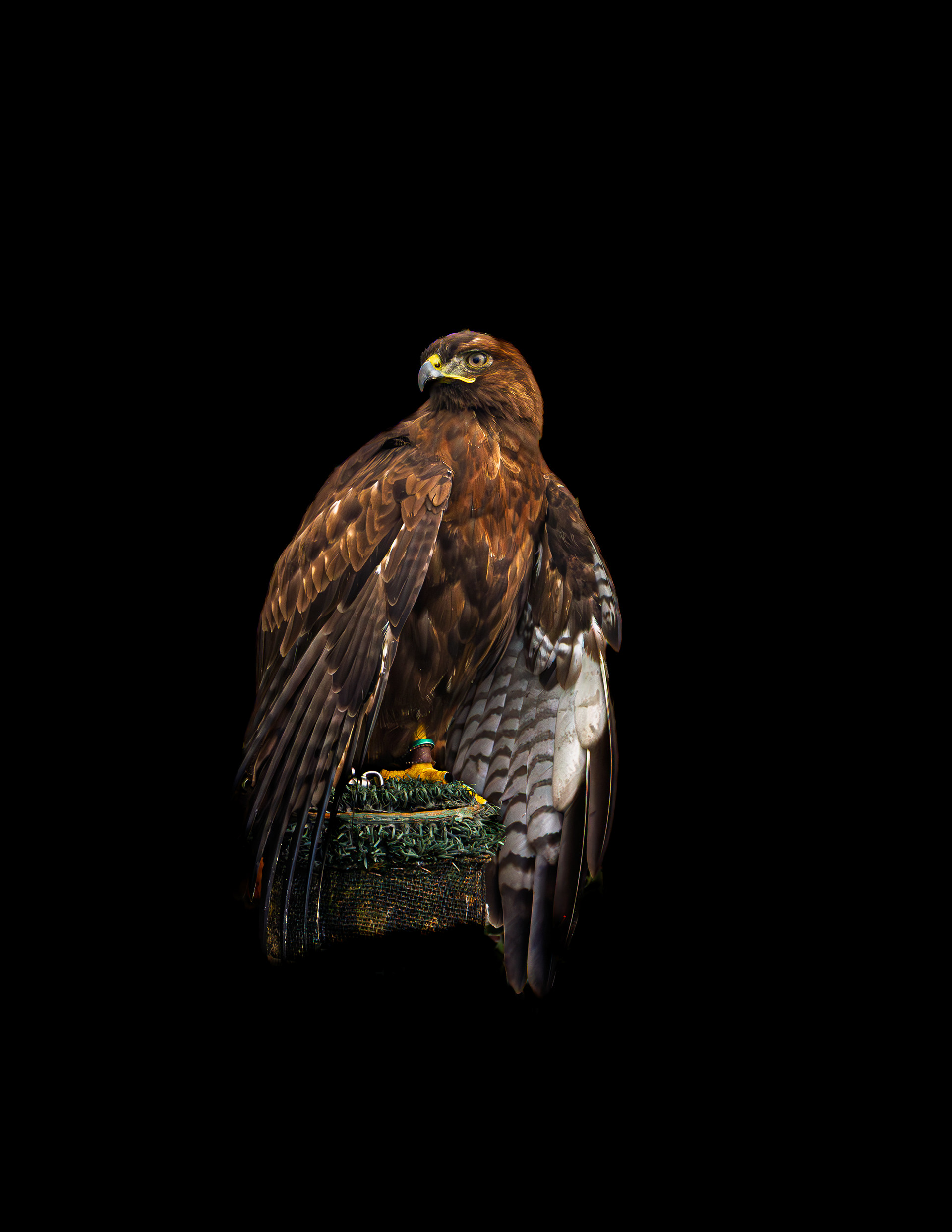 Redtail Hawk No2