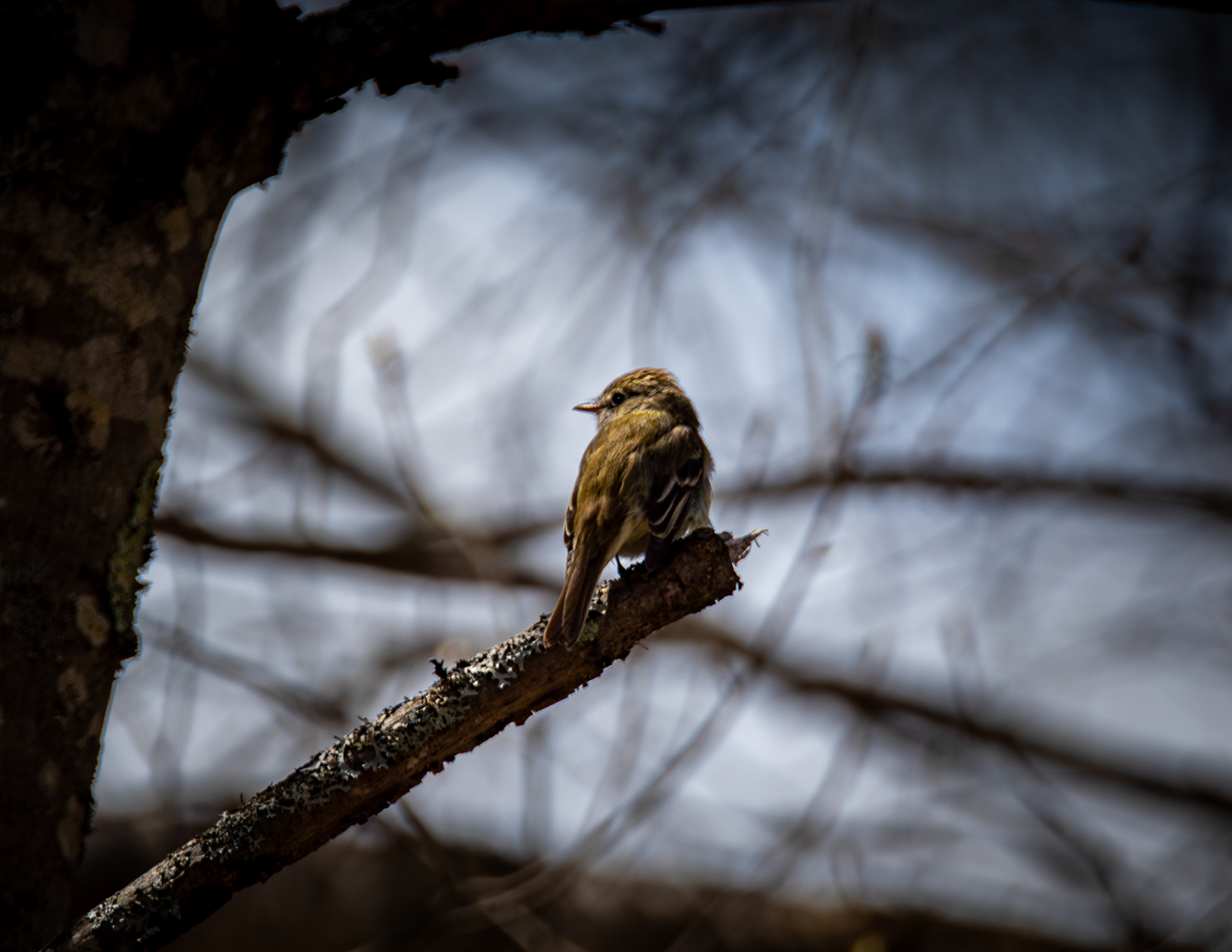 Eastern Wood-Pewee No2