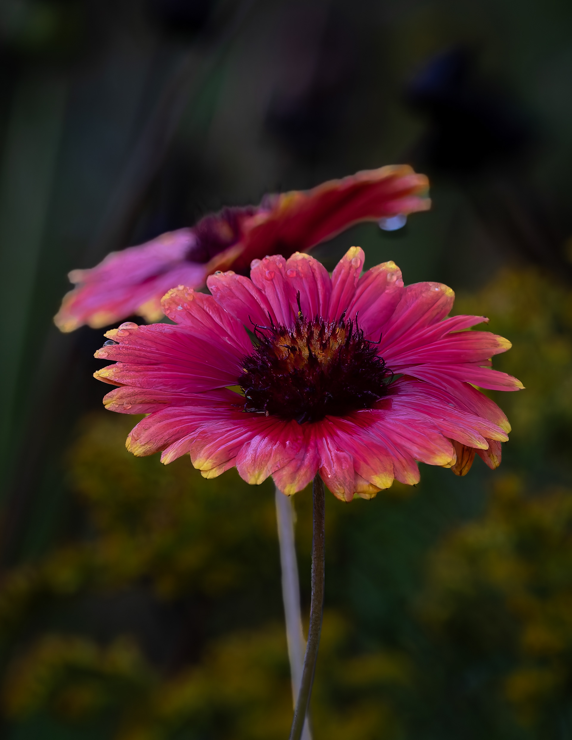 Gaillardia - September 10, 2026