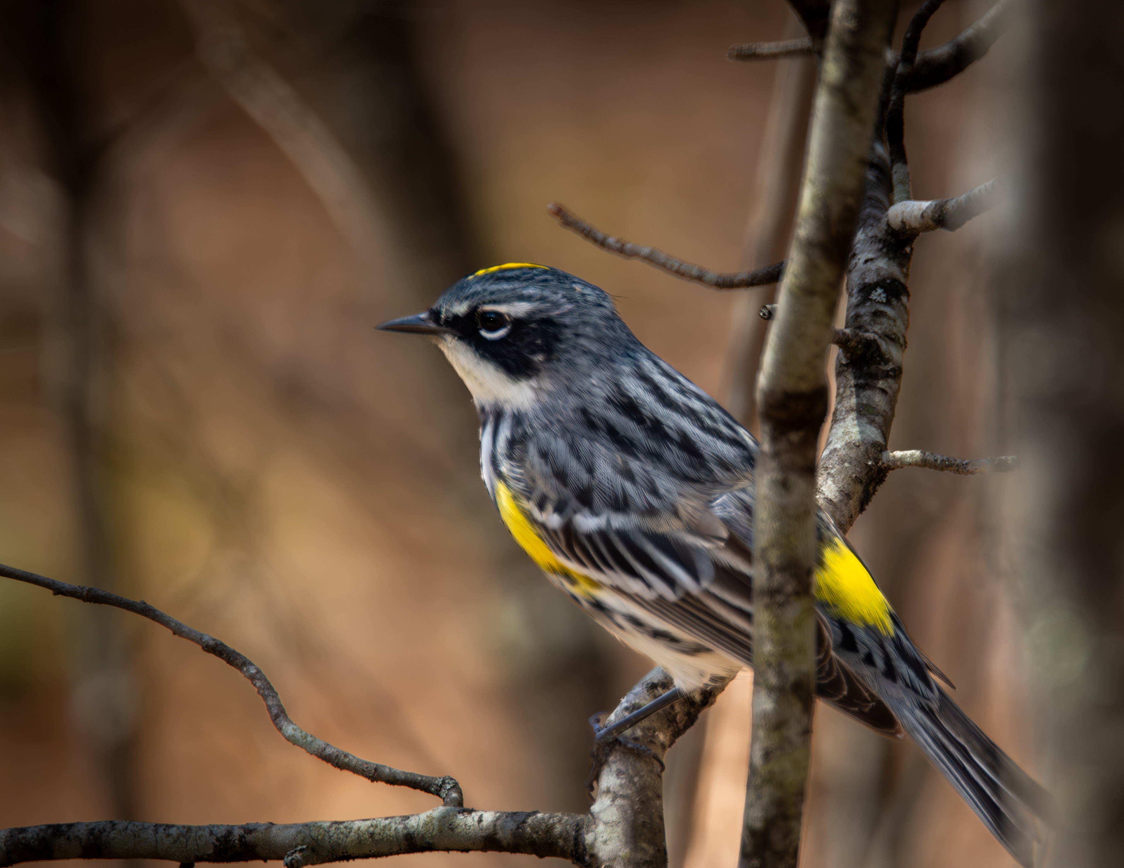 Yellow-rumped Warbler No1