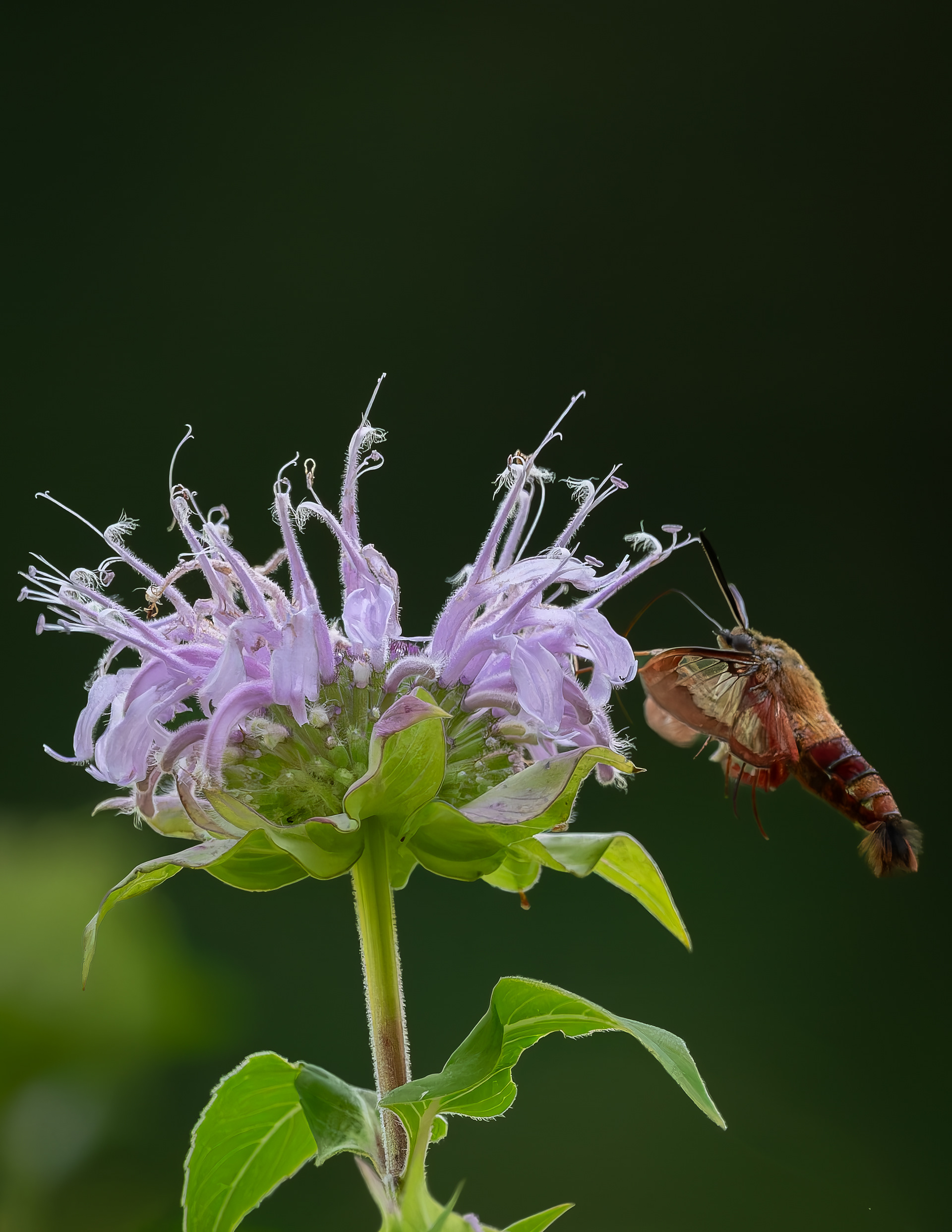 Clearwing Hummingbird Moth No5 - July 25, 2026