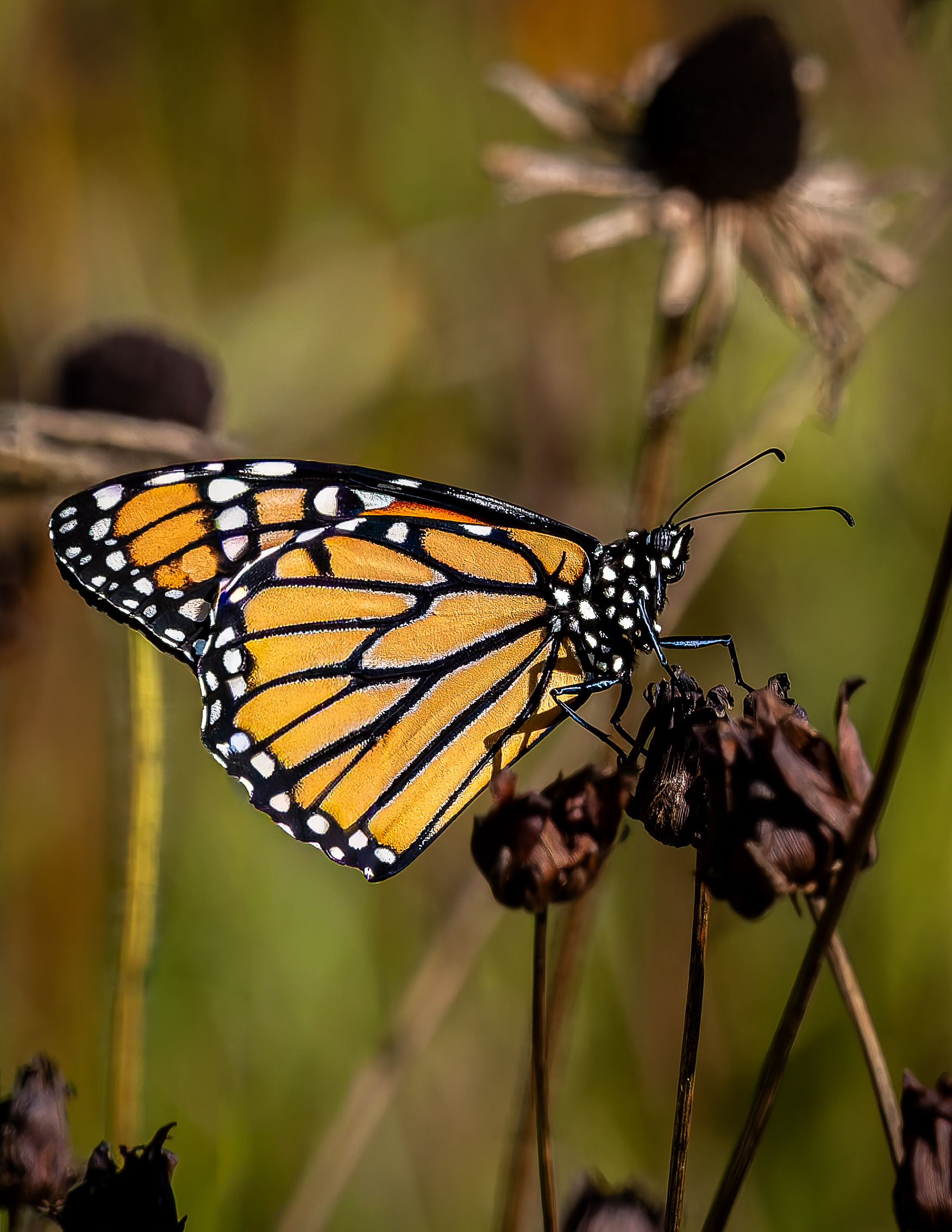 Monarch Butterfly