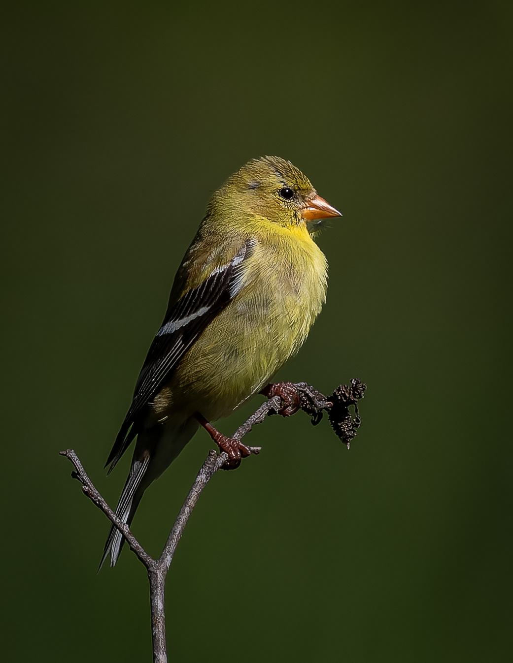Female American Goldfinch