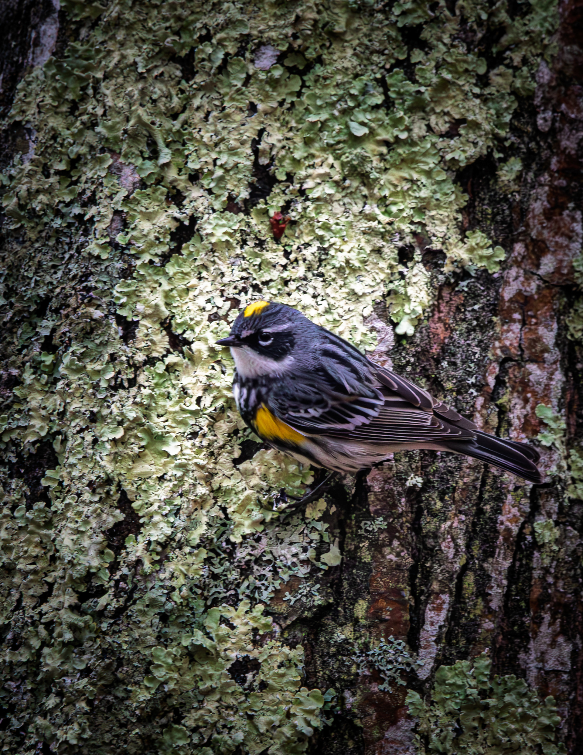 Yellow-rumped Warbler