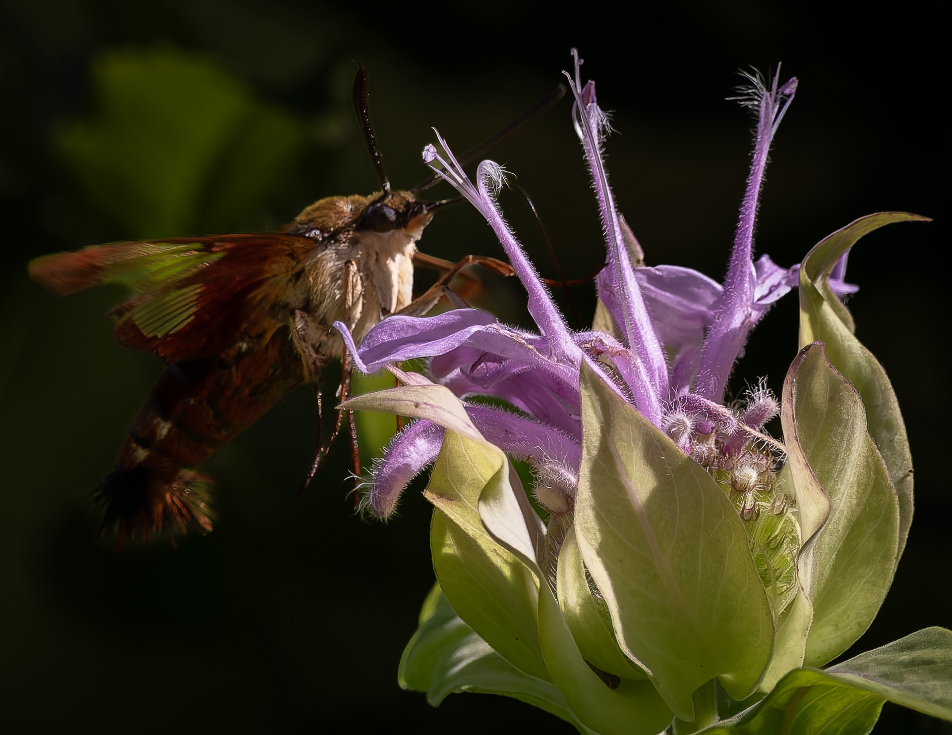 Hummingbird Moth No2