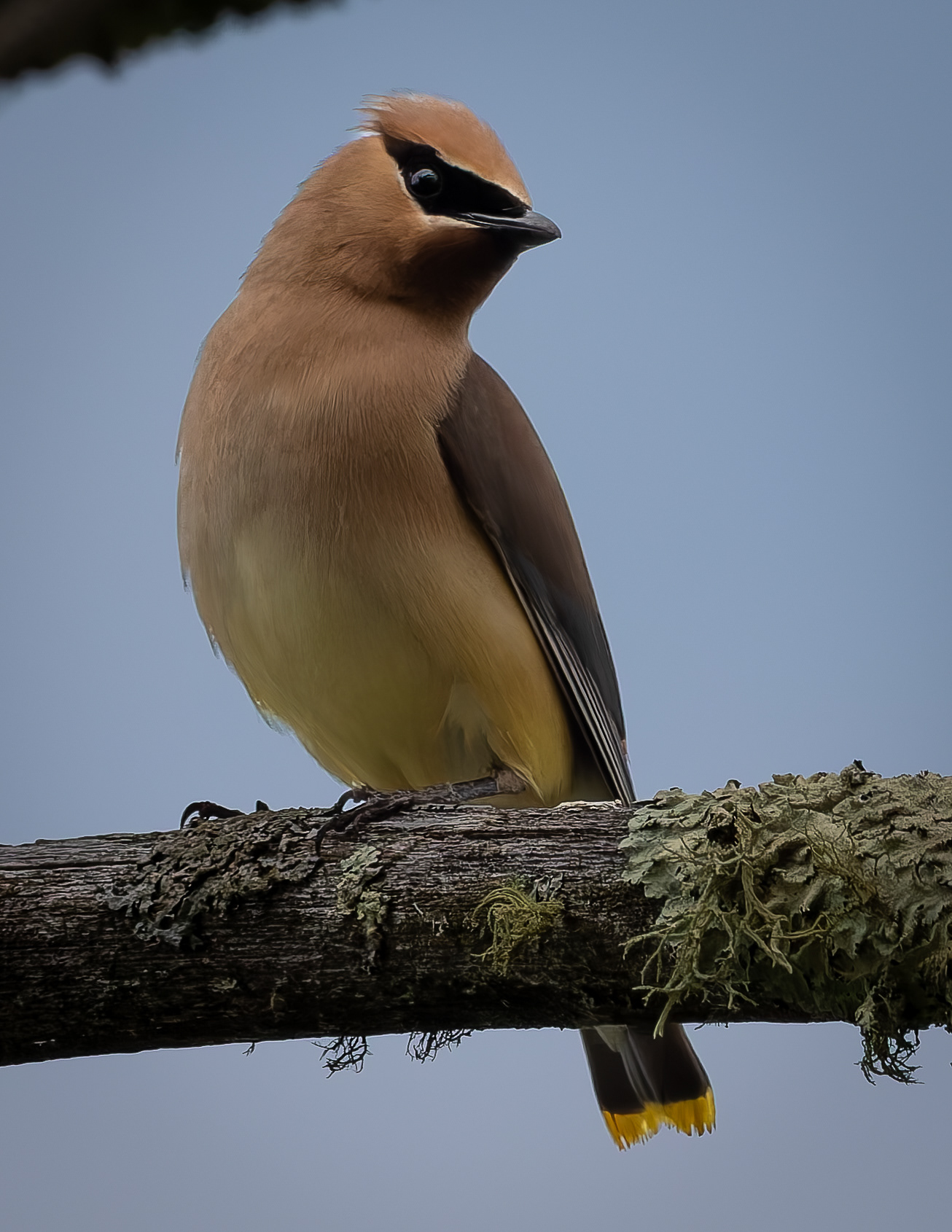 Cedar Waxwing No2