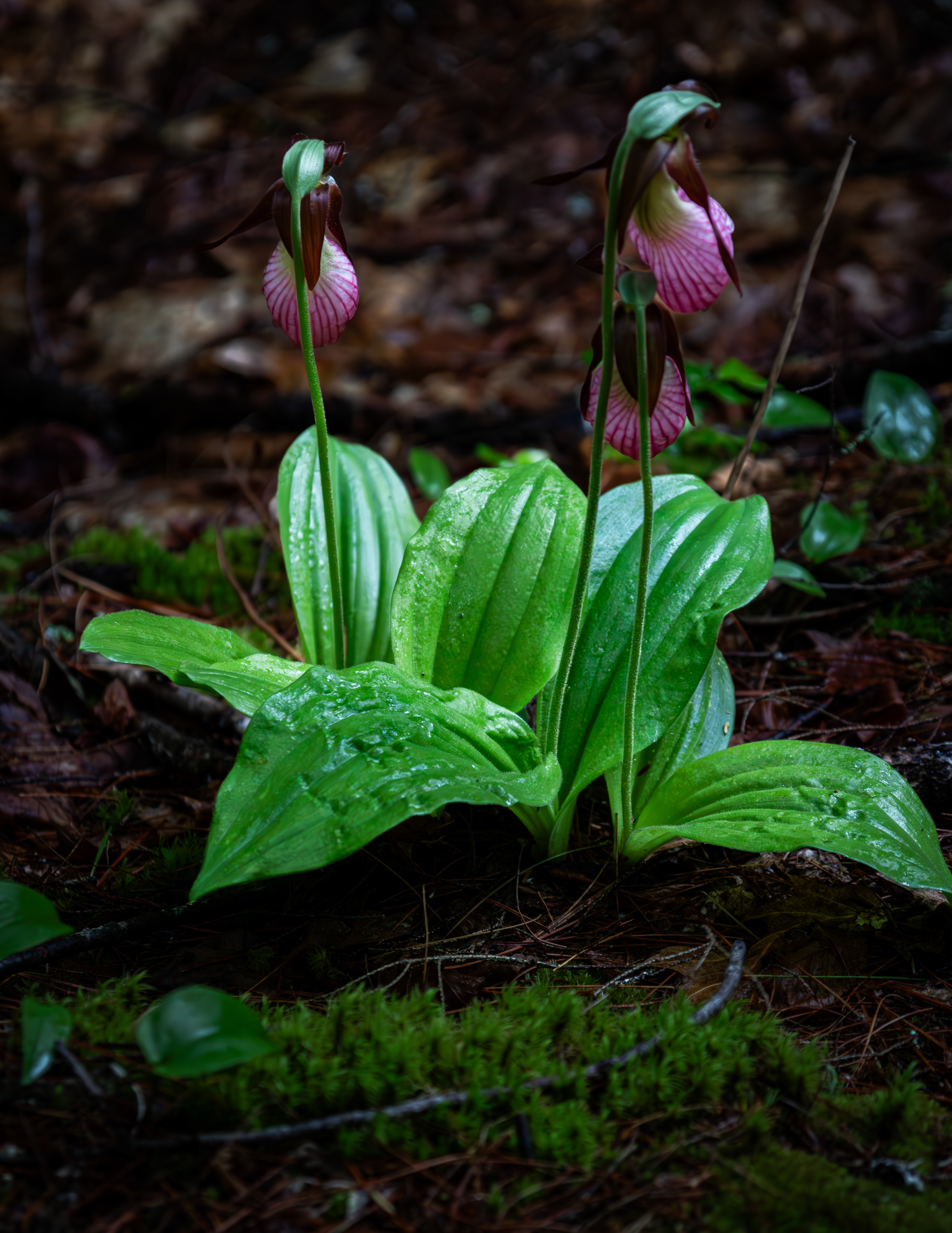 Lady Slippers