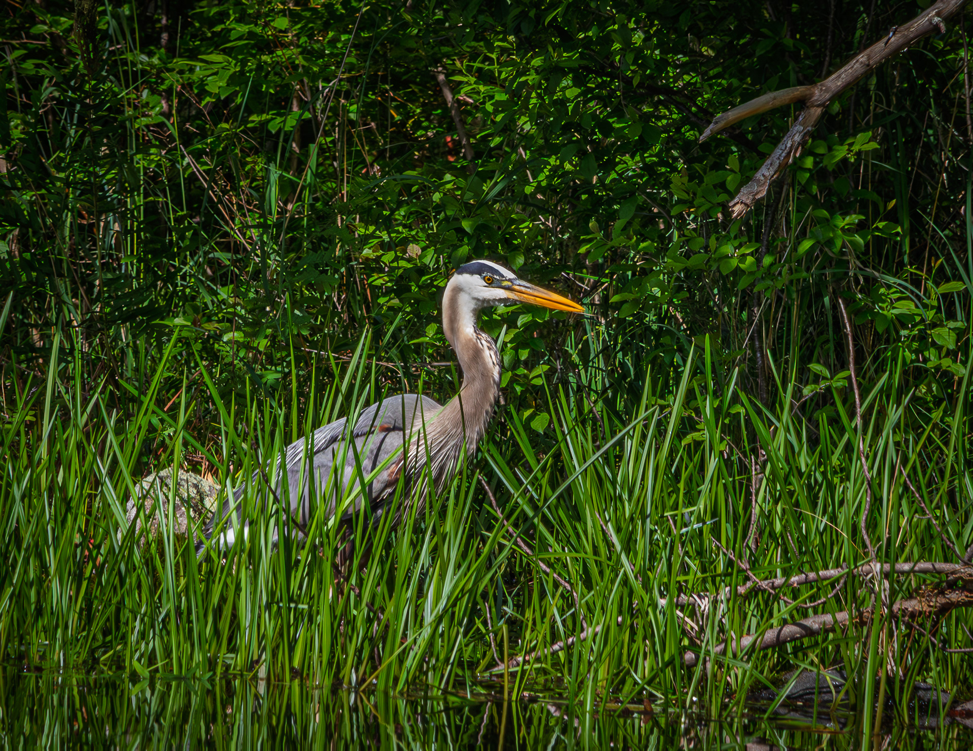 Great Blue Heron No3