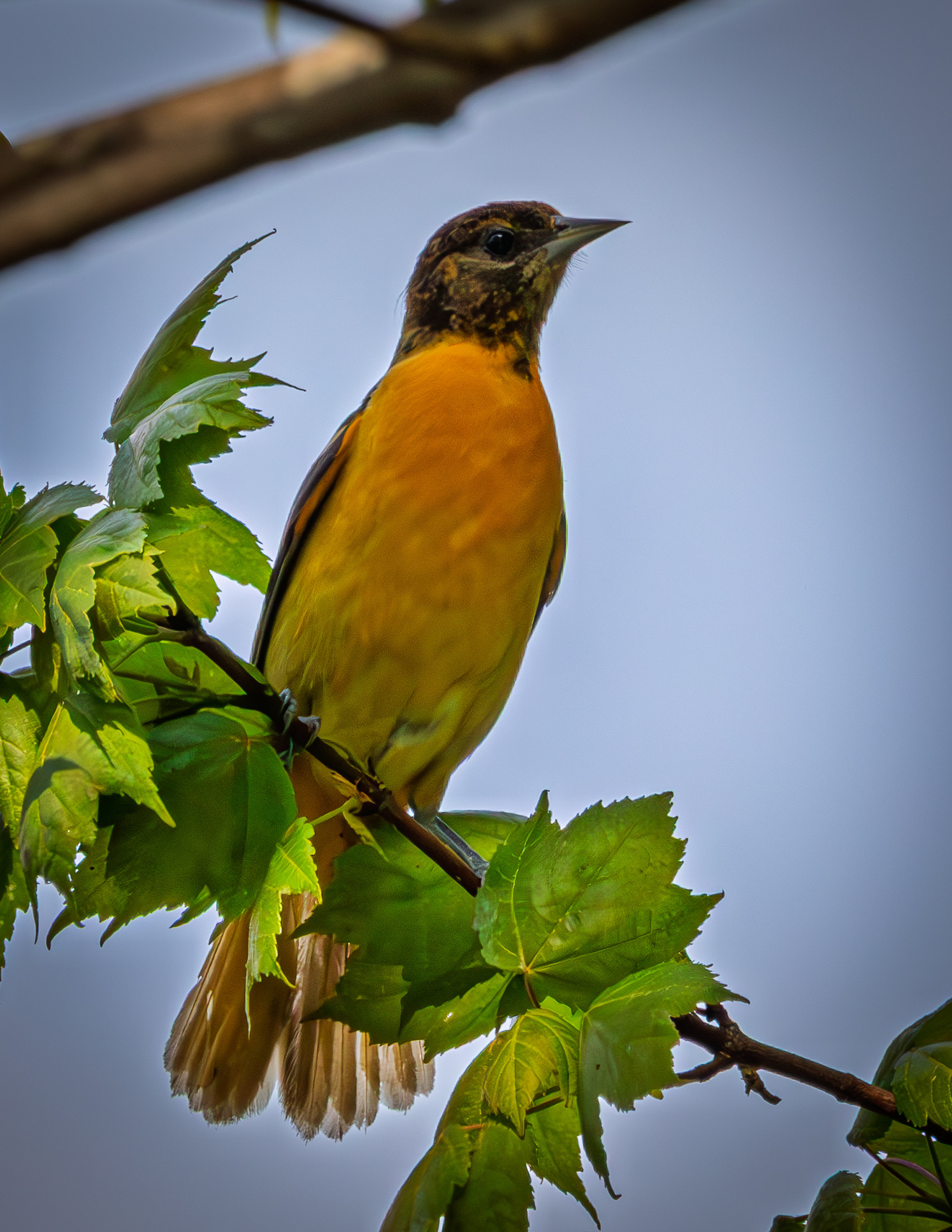 Female Baltimore Oriole No2