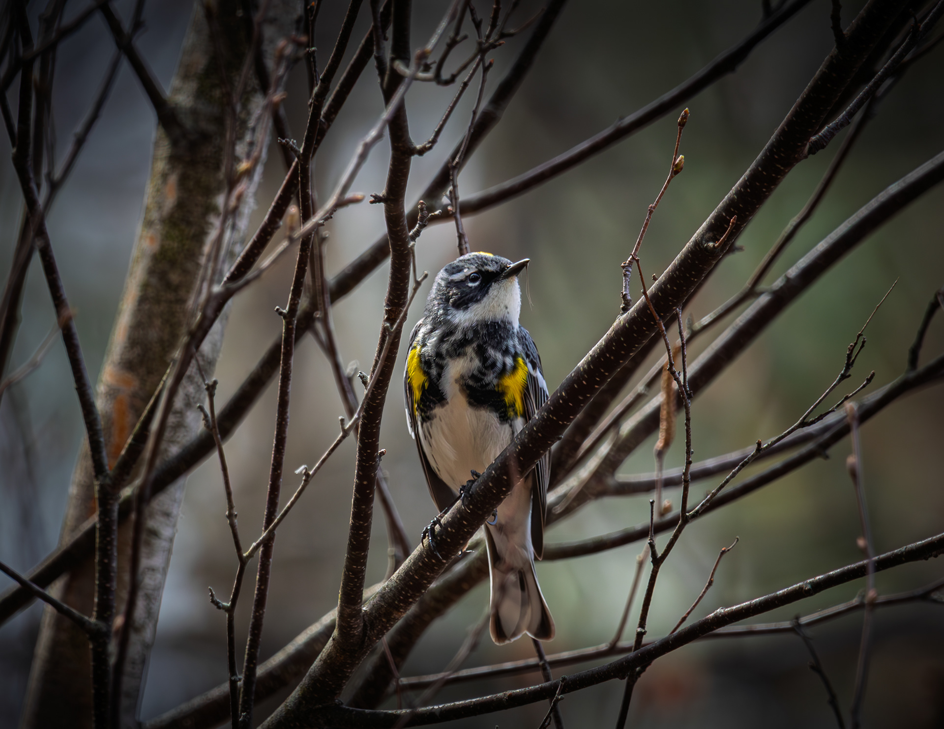 Yellow-rumped Warbler at Turning MIll Pond No3