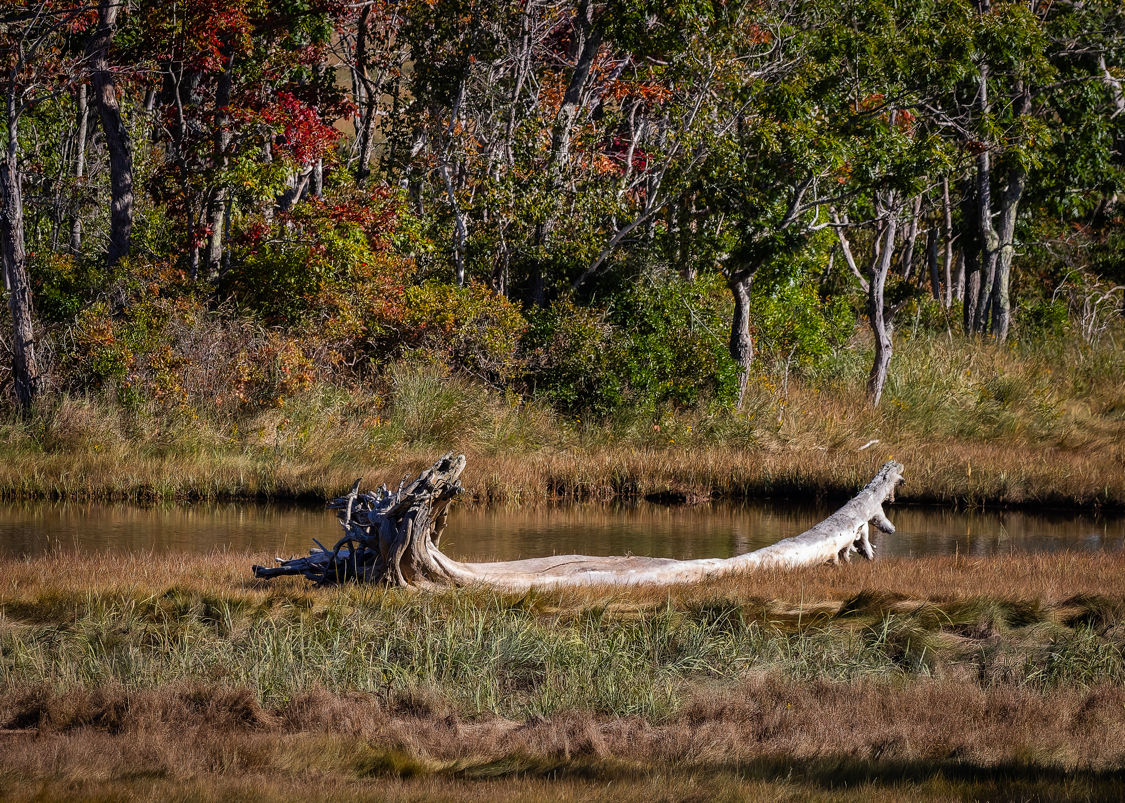 Views at Rachel Carson National Wildlife Refuge No4