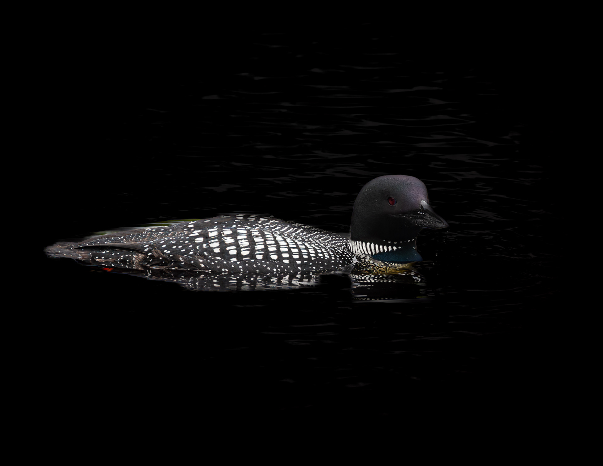 Common Loon No6