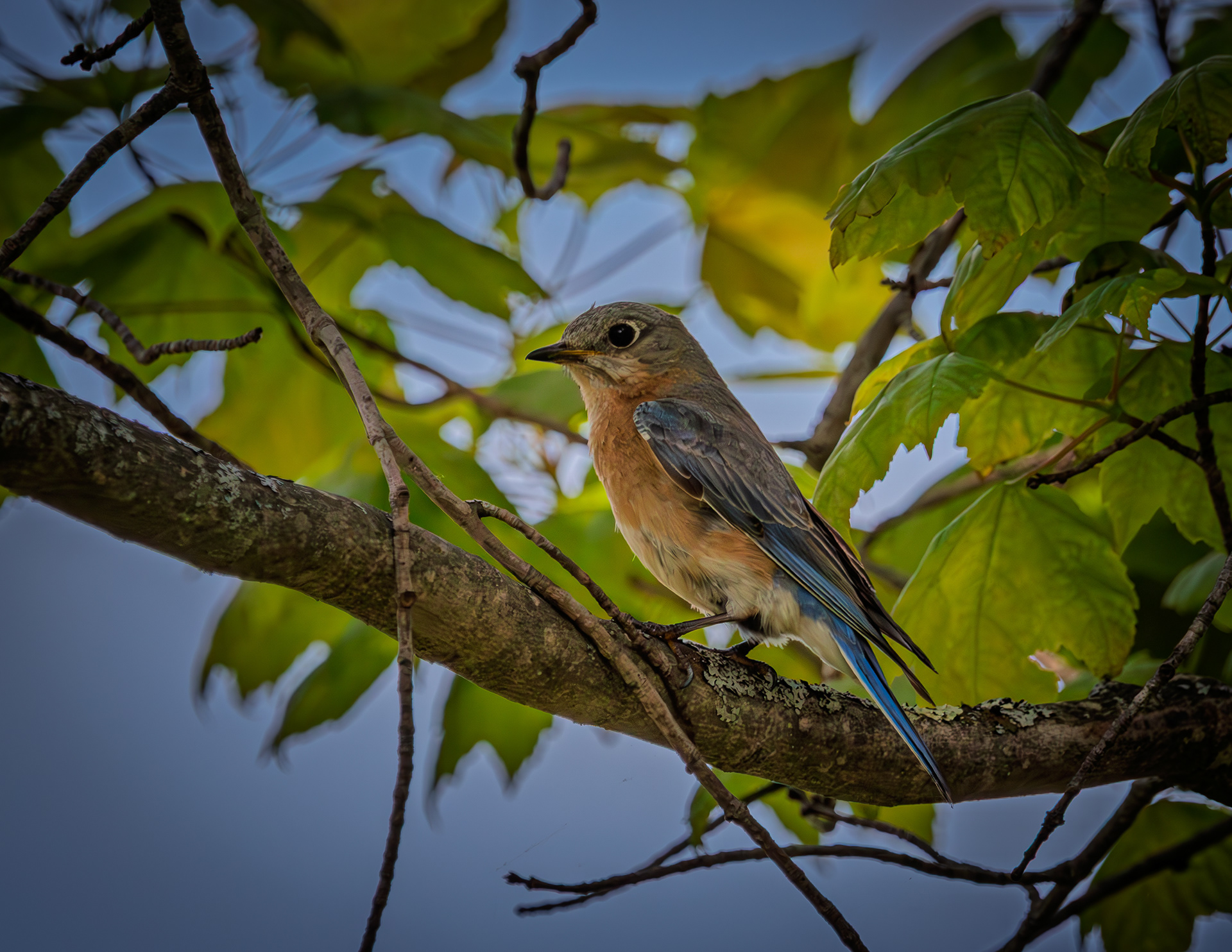 Female Eastern Bluebird - May 19, 2026