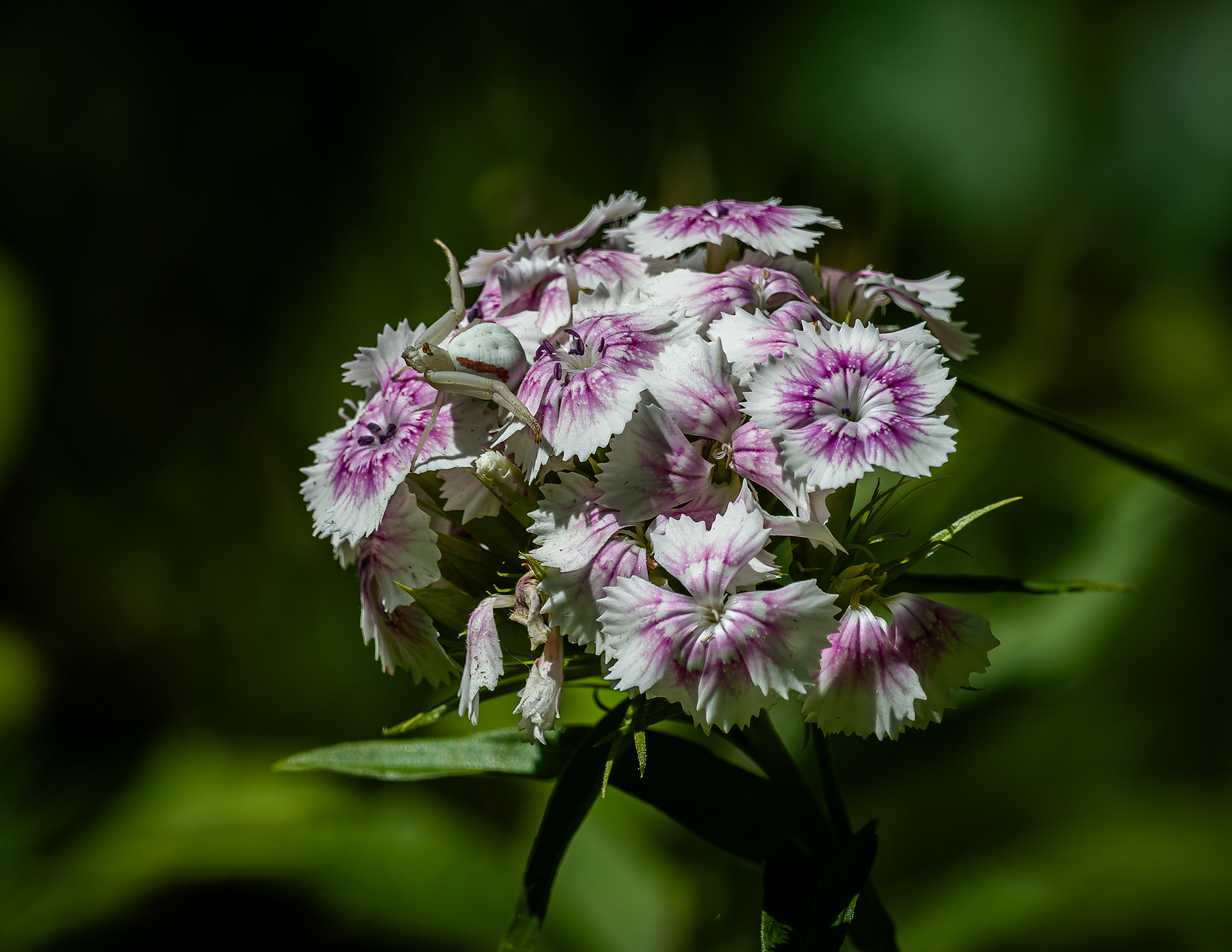Sweet William
