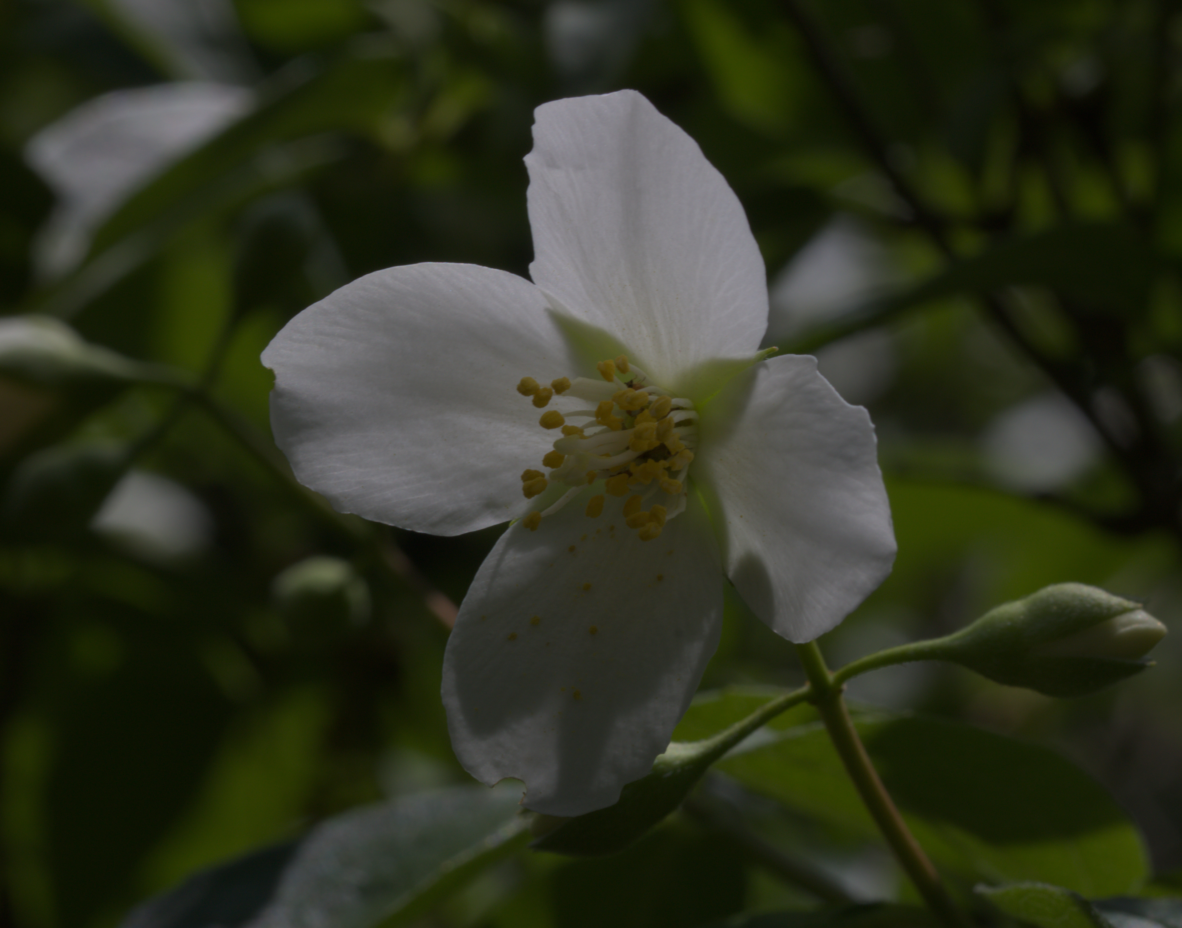 Mock Orange