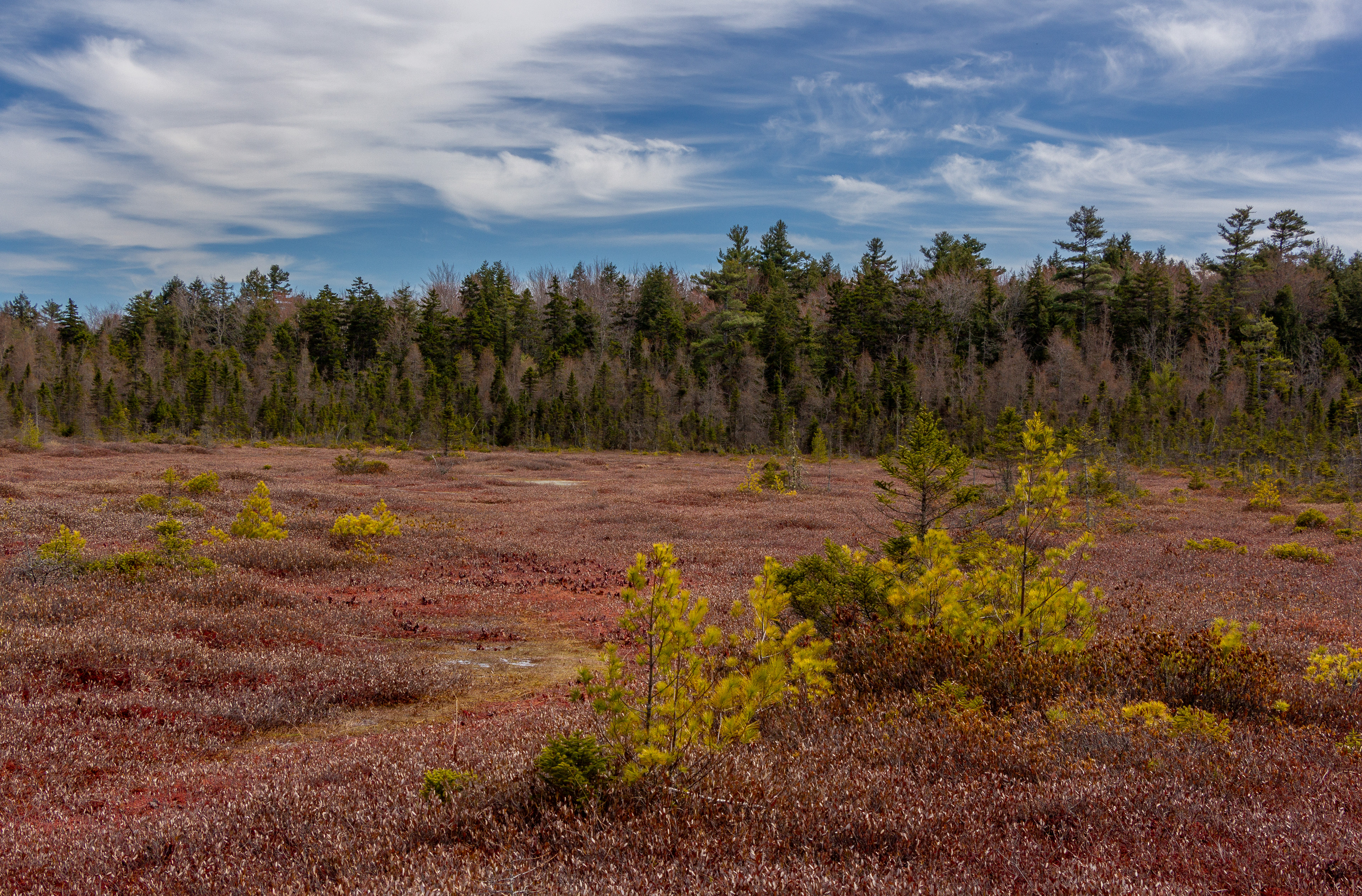 Philbrick-Cricenti Bog No4