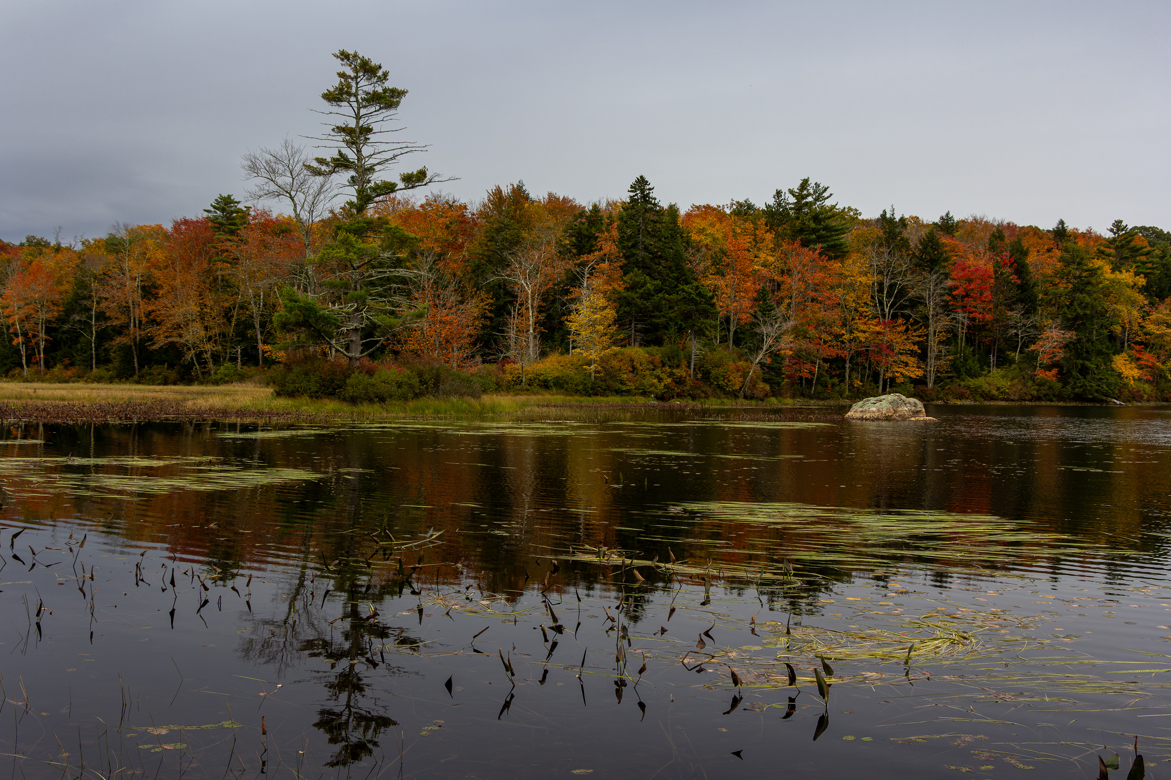 Rollins Pond No7