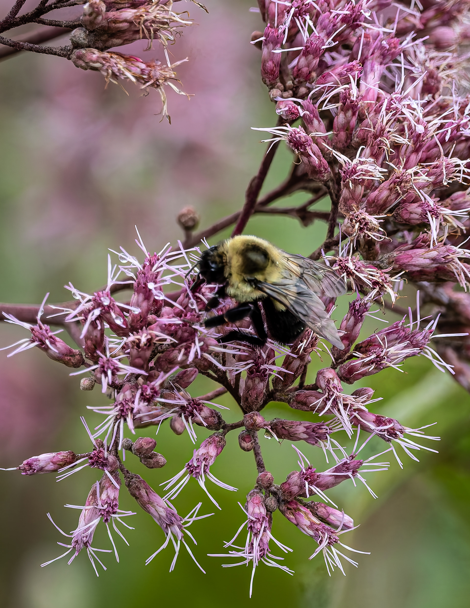 Bumblebee