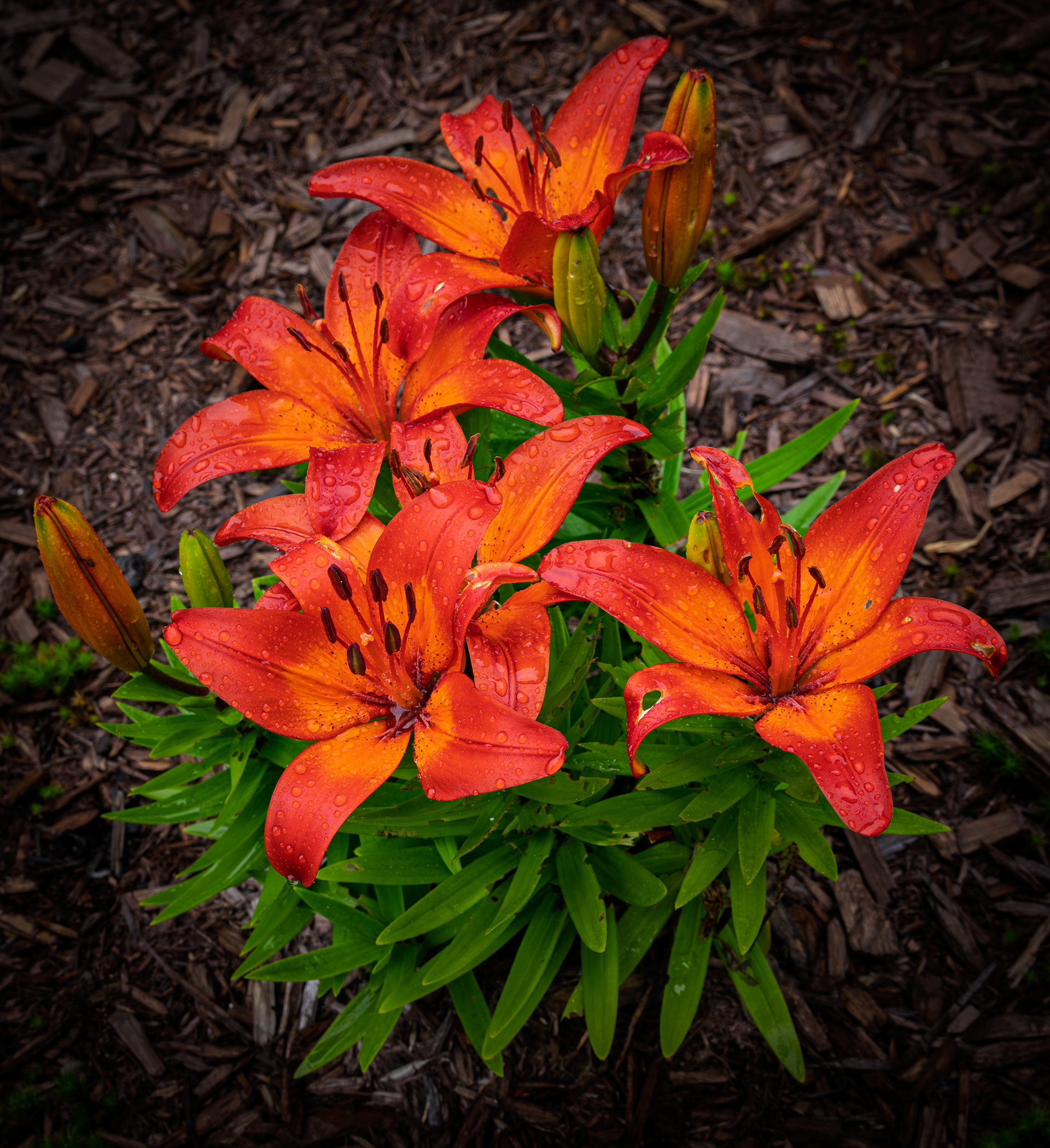 Asiatic Lily No2
