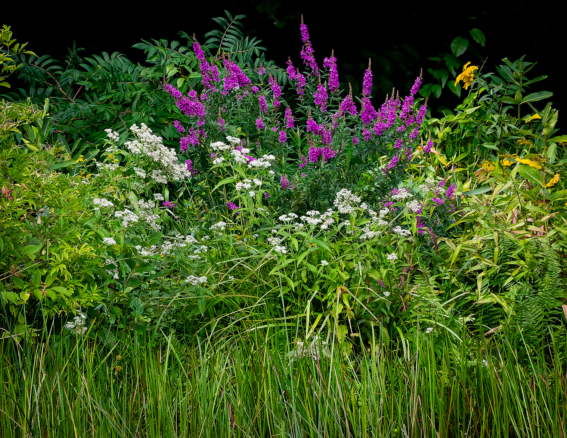 Wildflowers No1