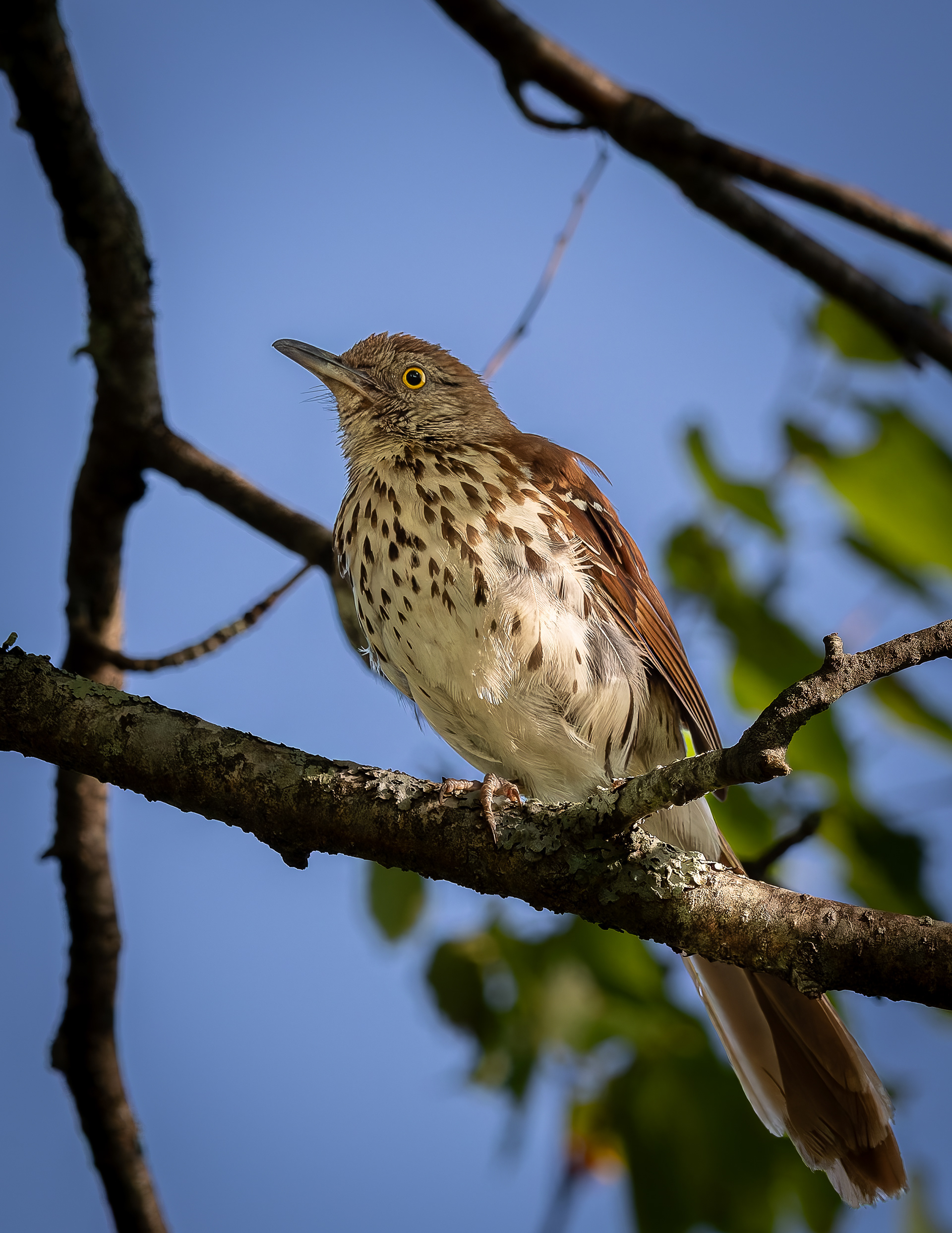 Brown Thrasher No2