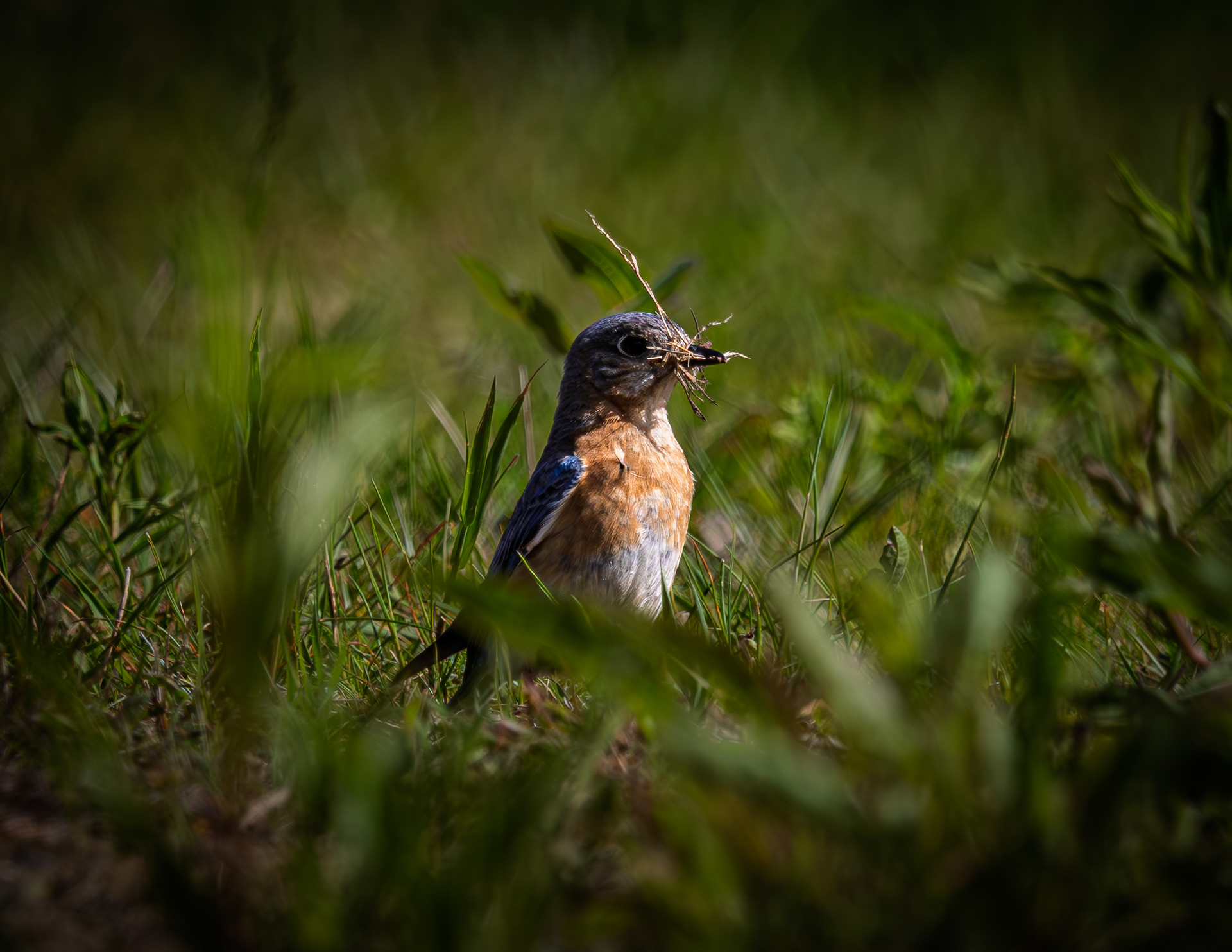 Eastern Bluebird