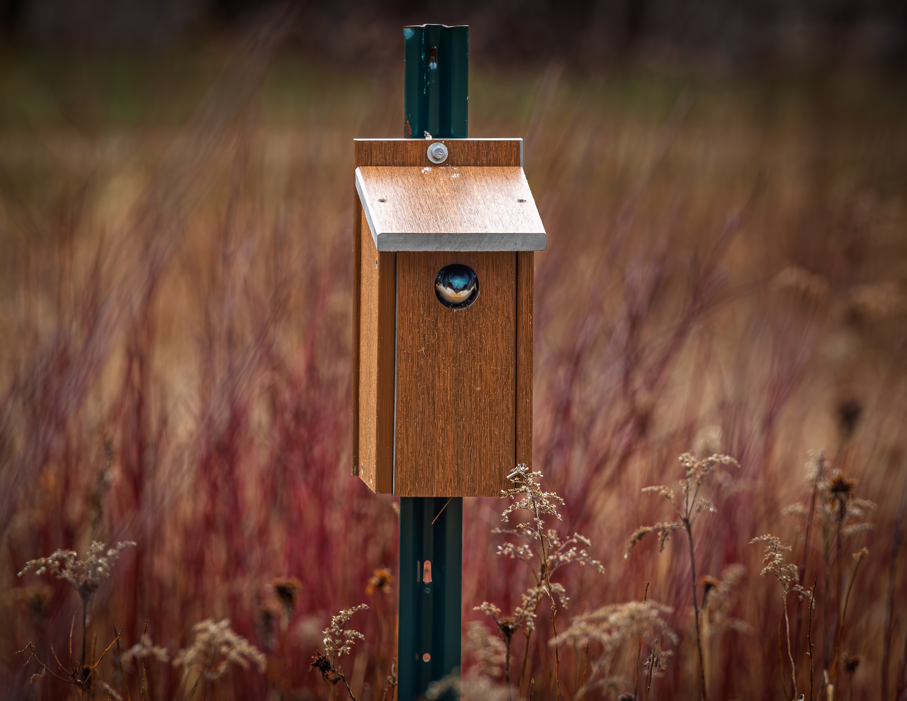 Tree Swallow in Birdhouse No2