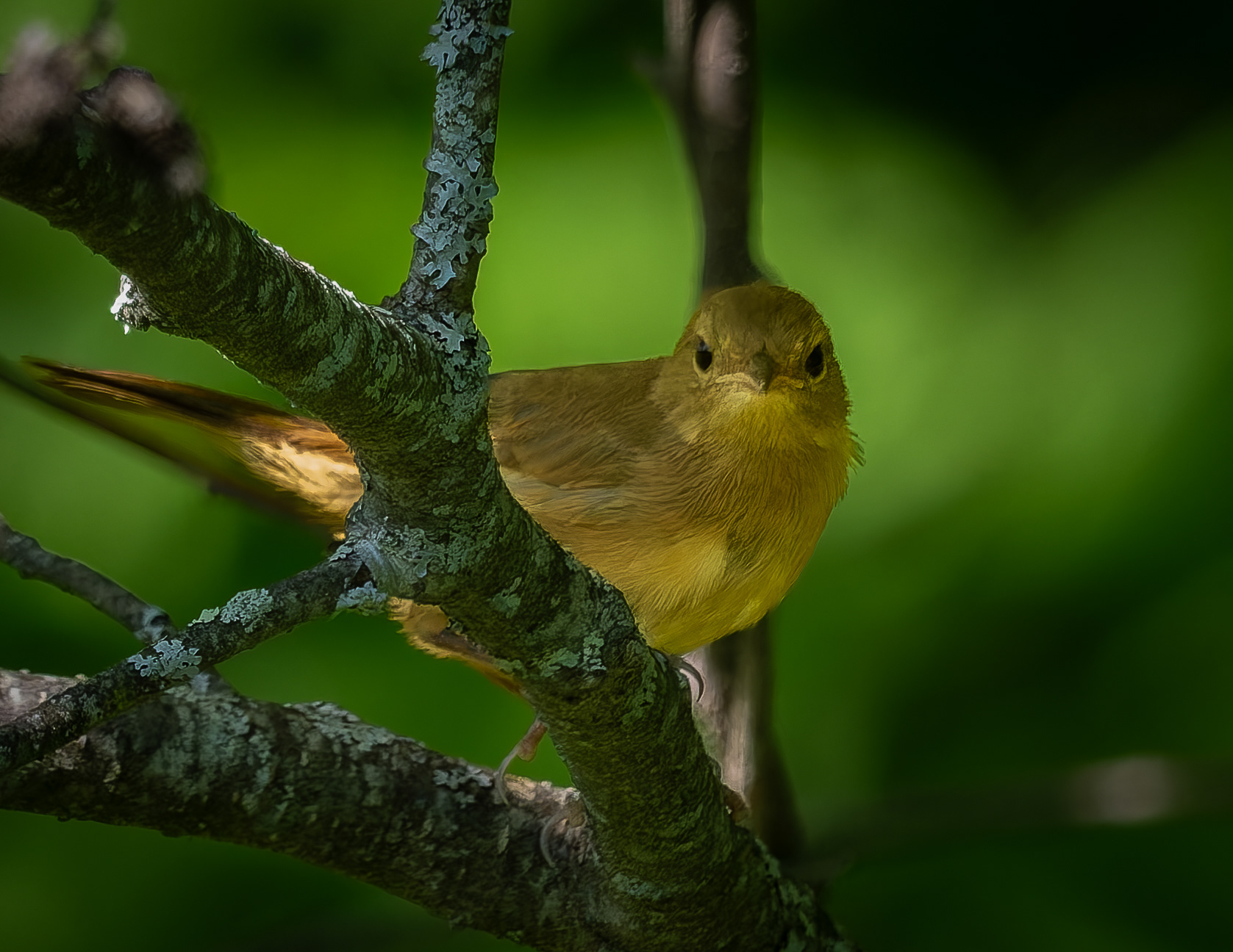 Juvenile Common Yellowthroat No2