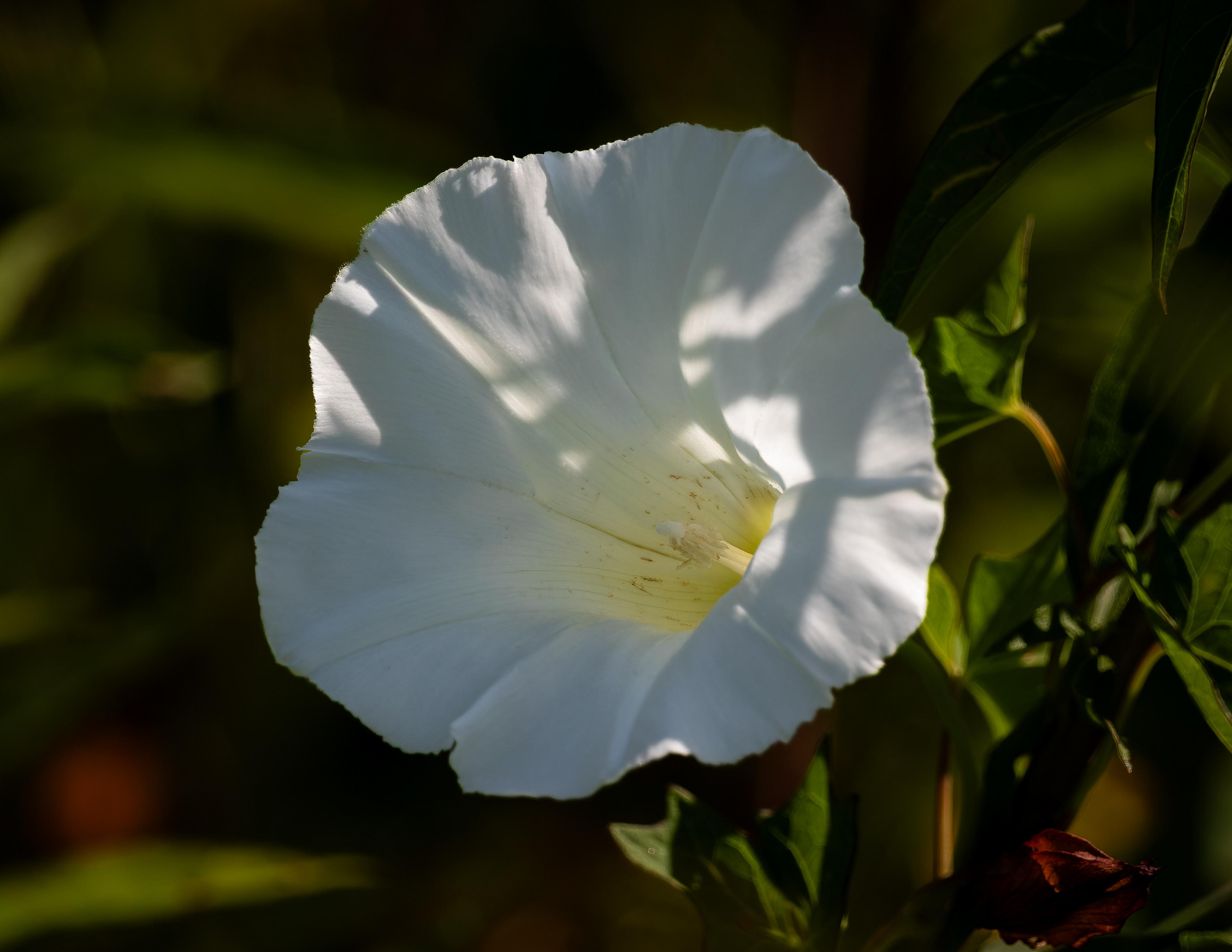 Bindweed