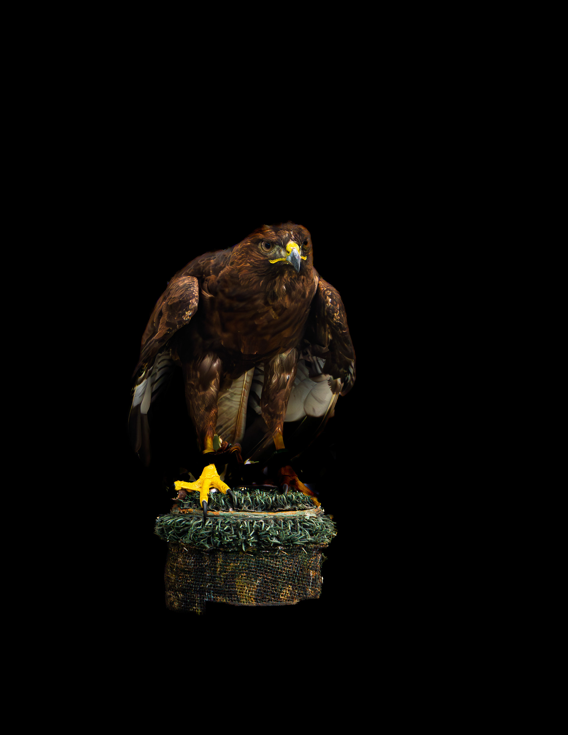 Redtailed Hawk No3