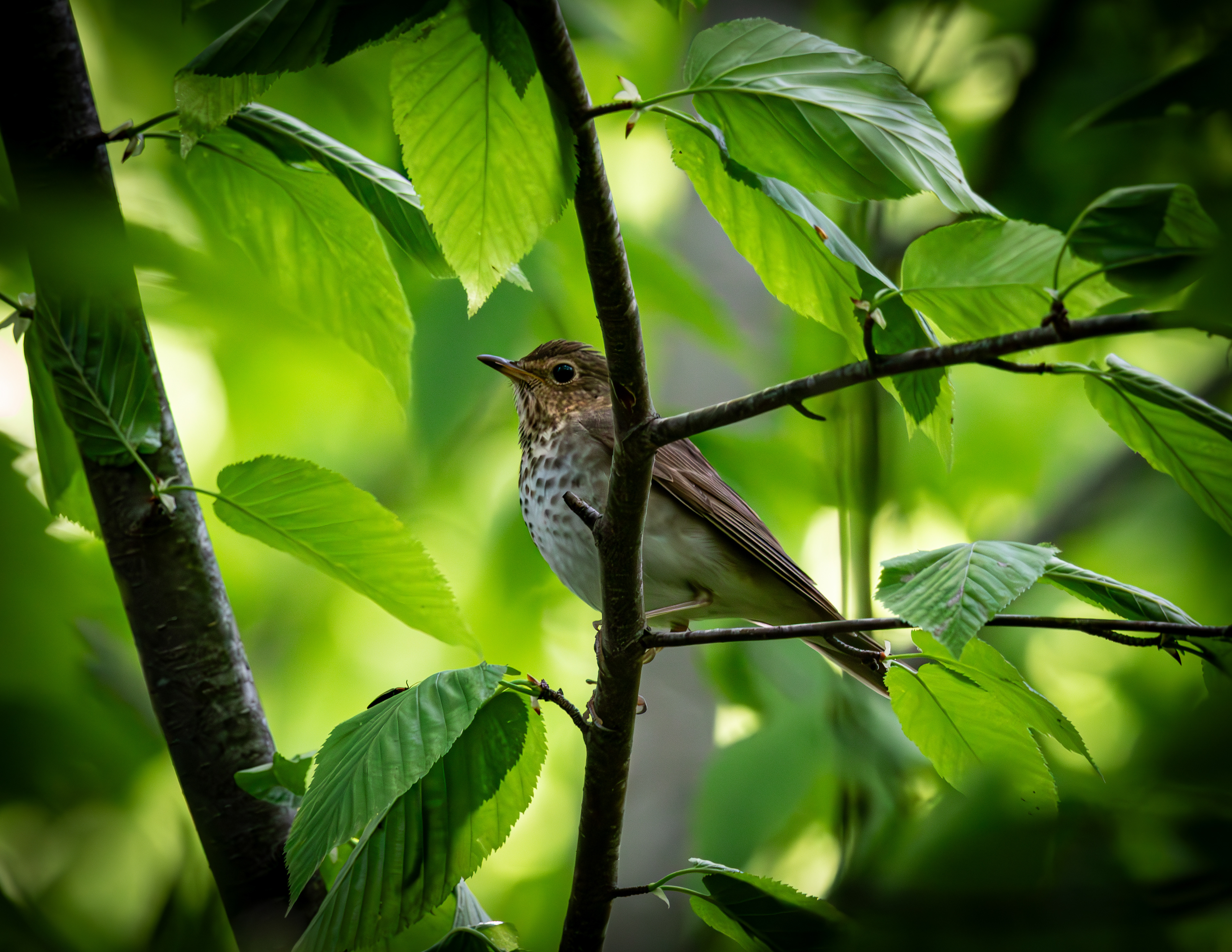 Wood Thrush