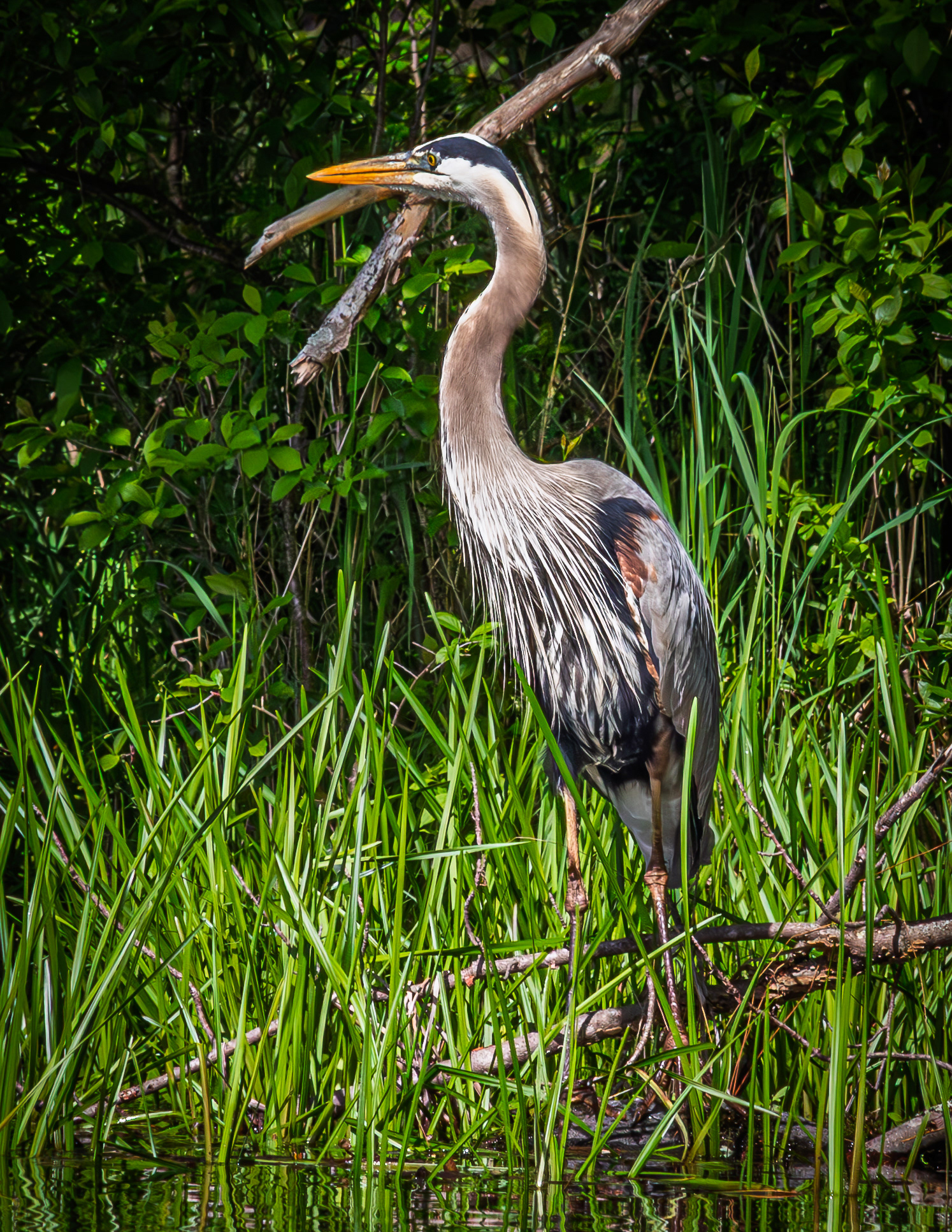 Great Blue Heron No4