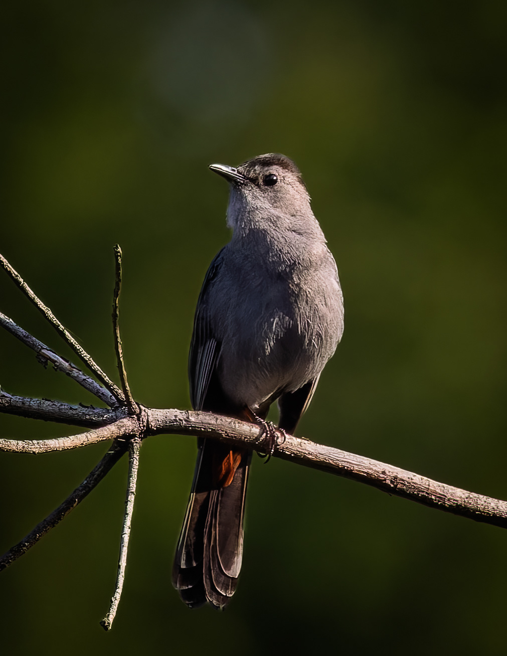 Catbird - July 5, 2026