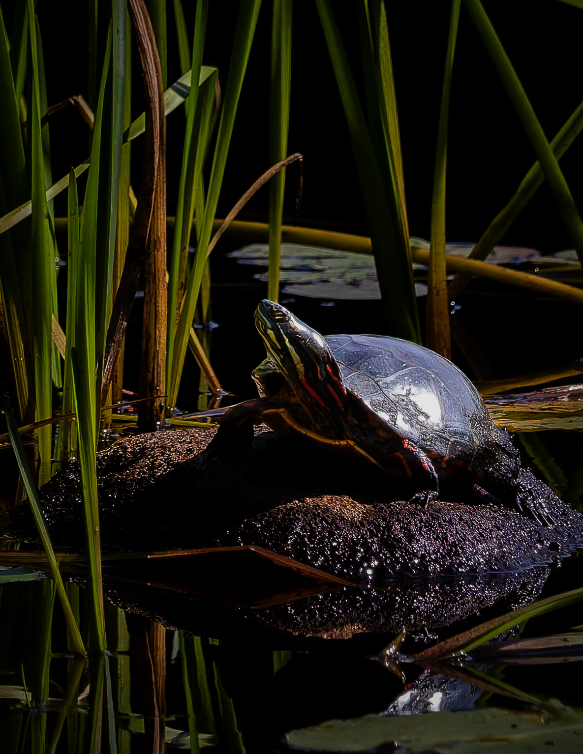 Painted Turtle