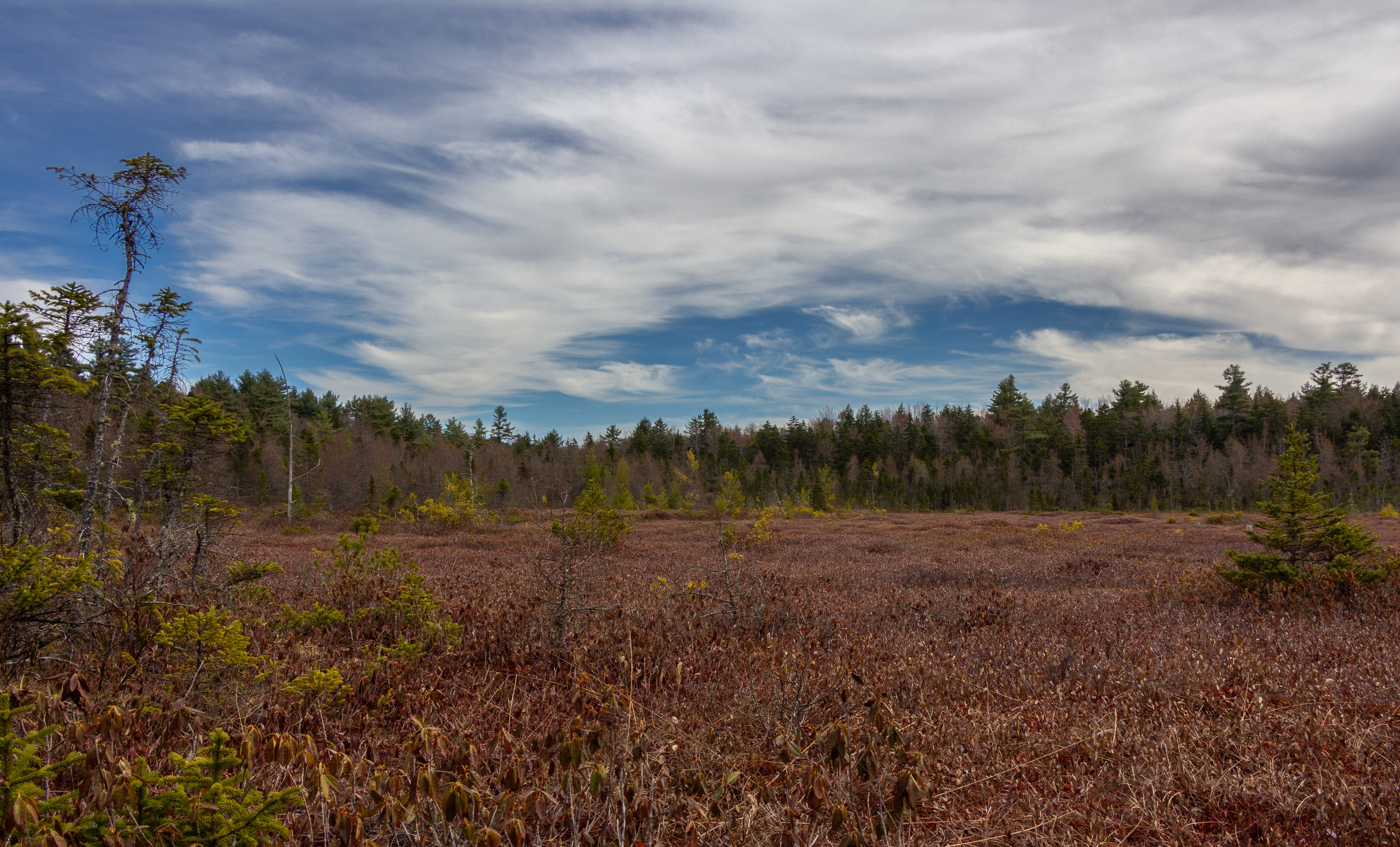 Philbrick-Cricenti Bog No8