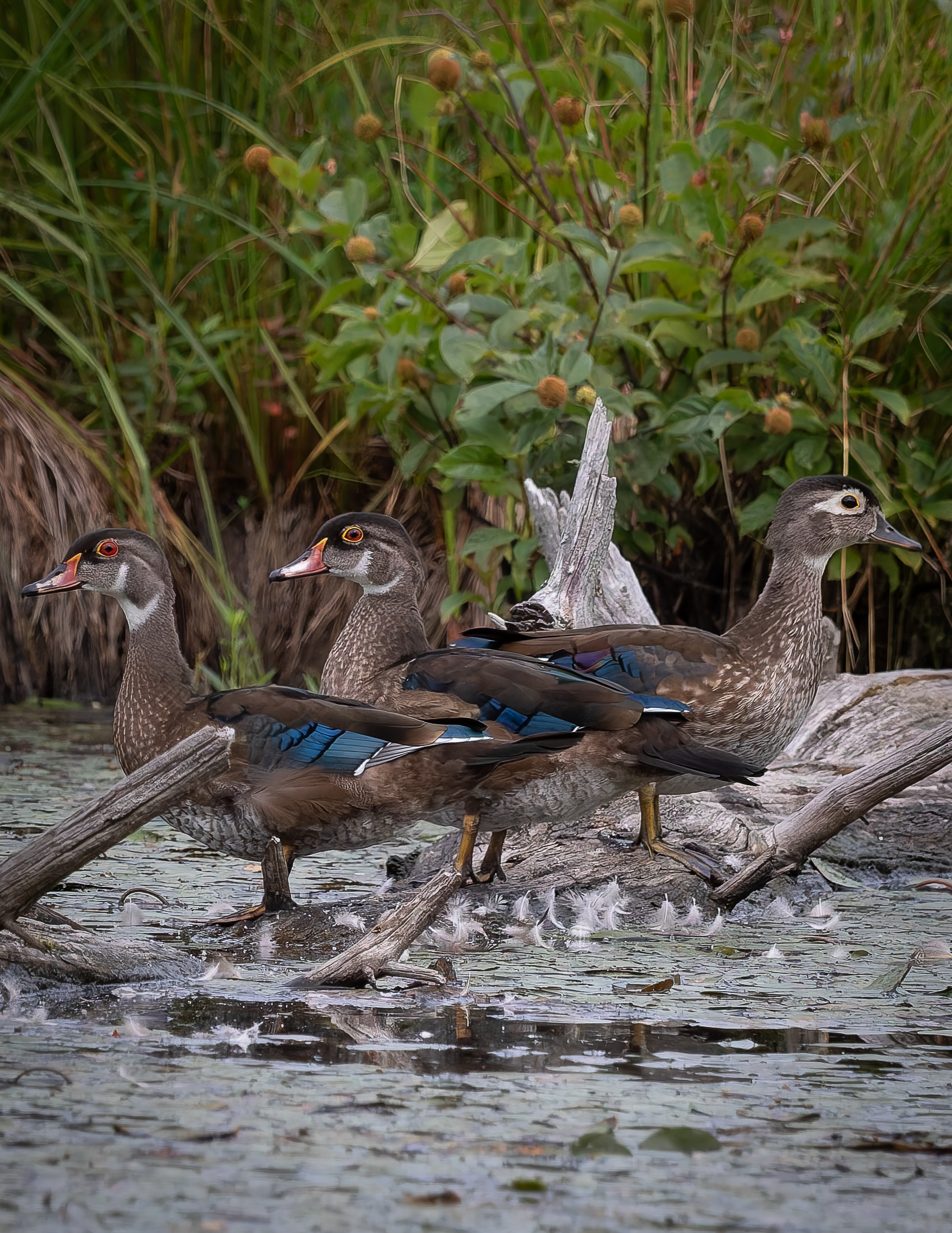 Juvenile Wood Ducks No1