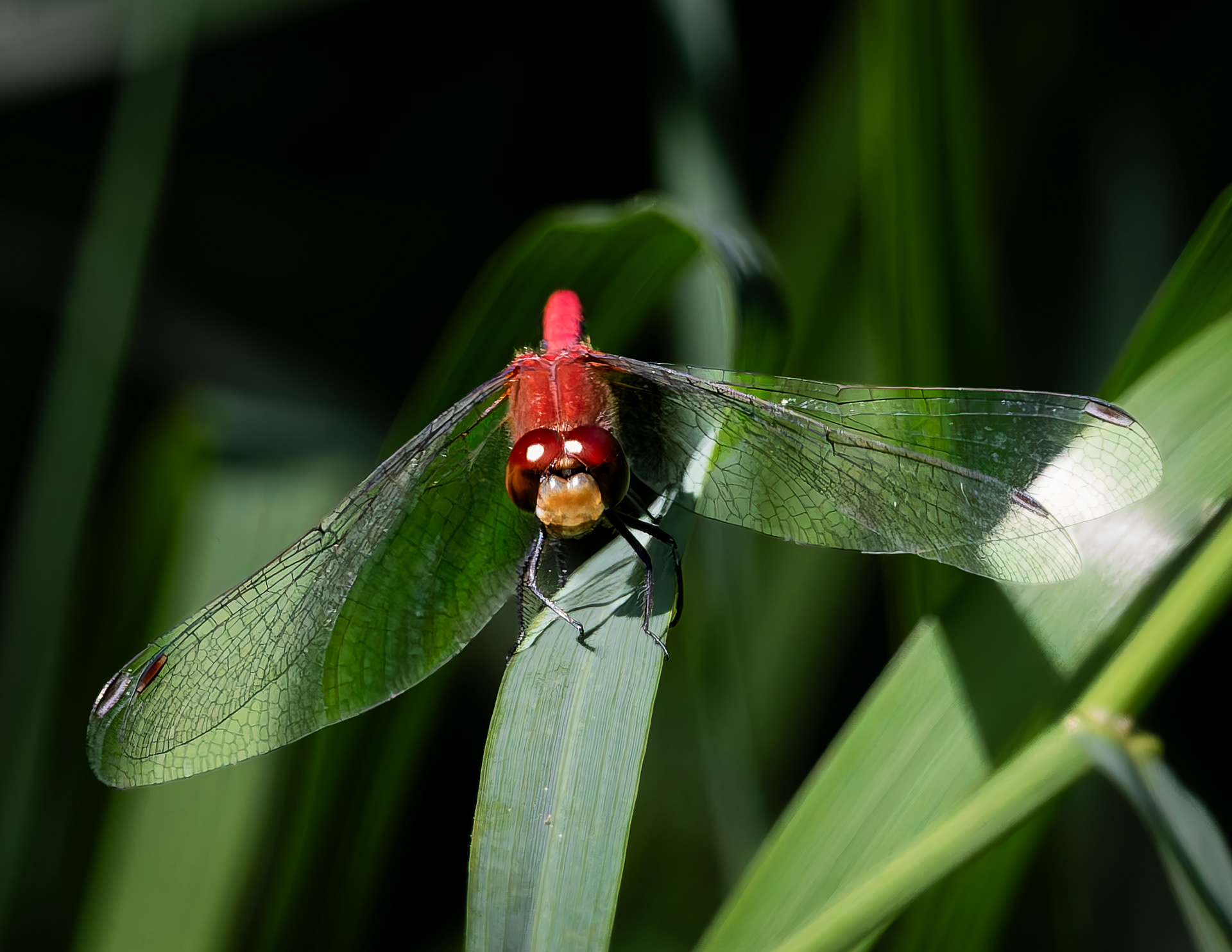 Dragonfly