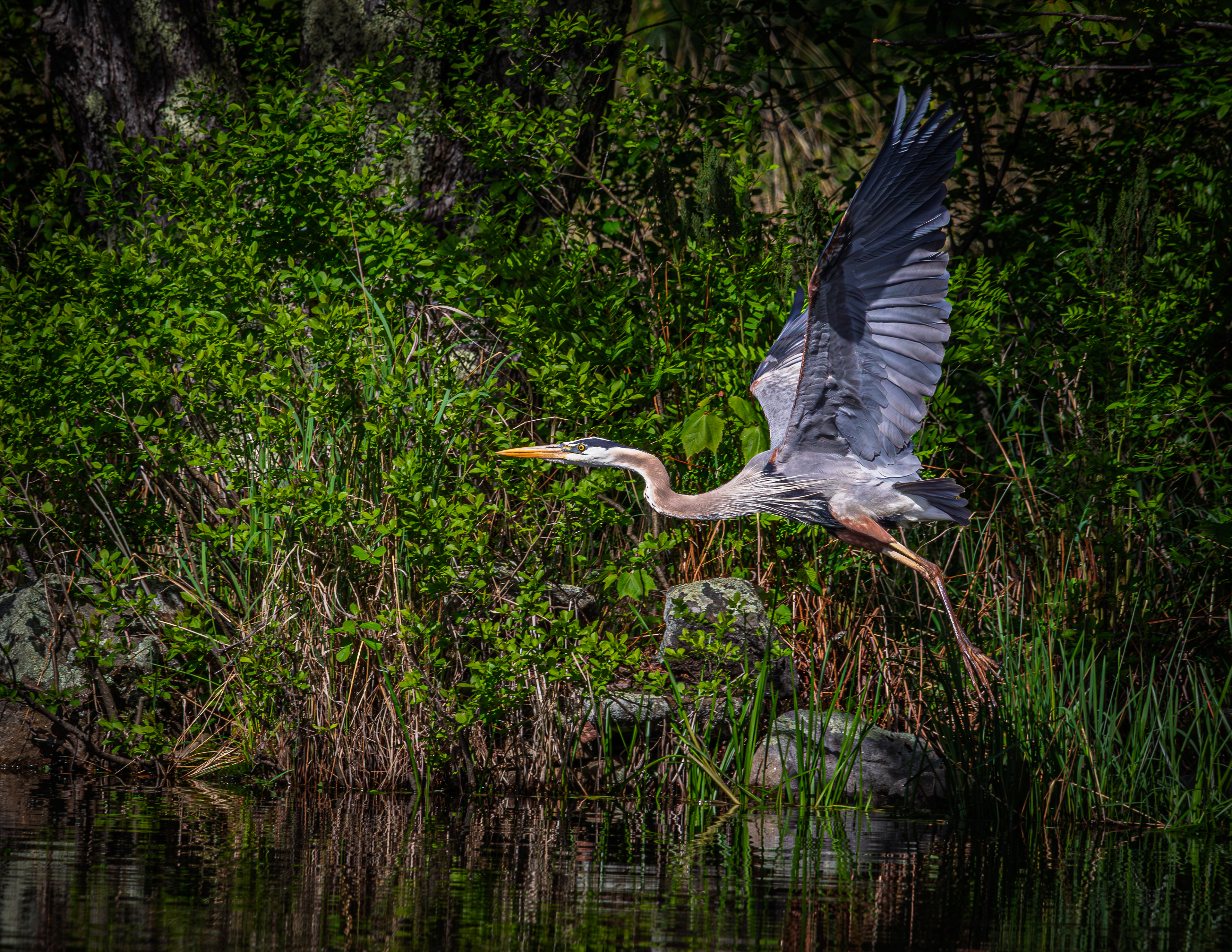 Great Blue Heron No5