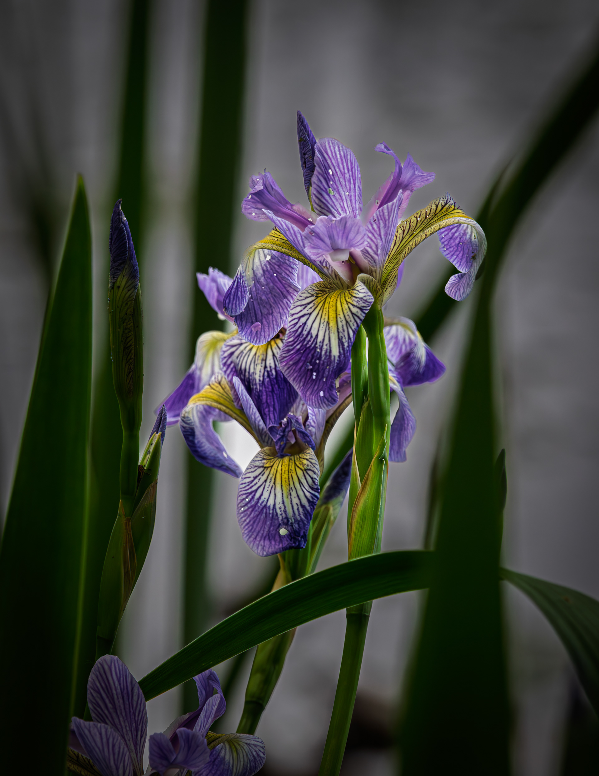 Wild Iris No1