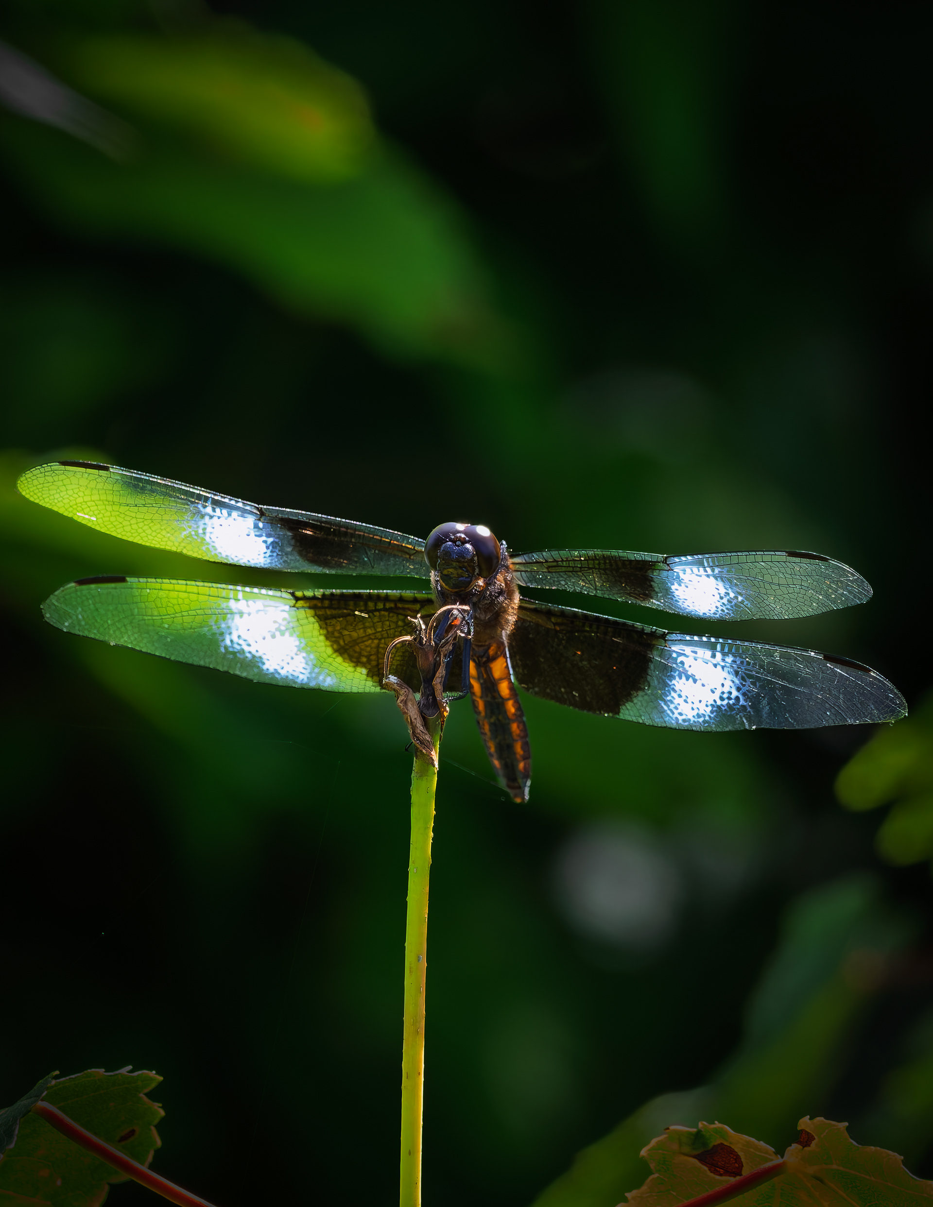 Dragonfly No3
