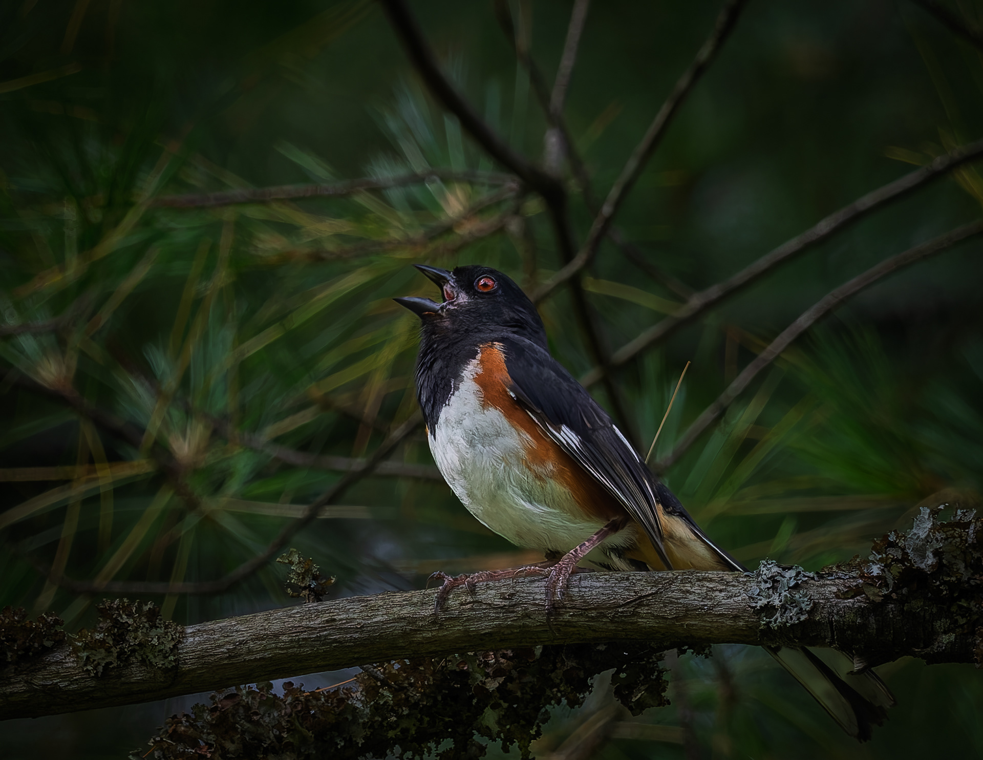 Male Eastern Towhee No2