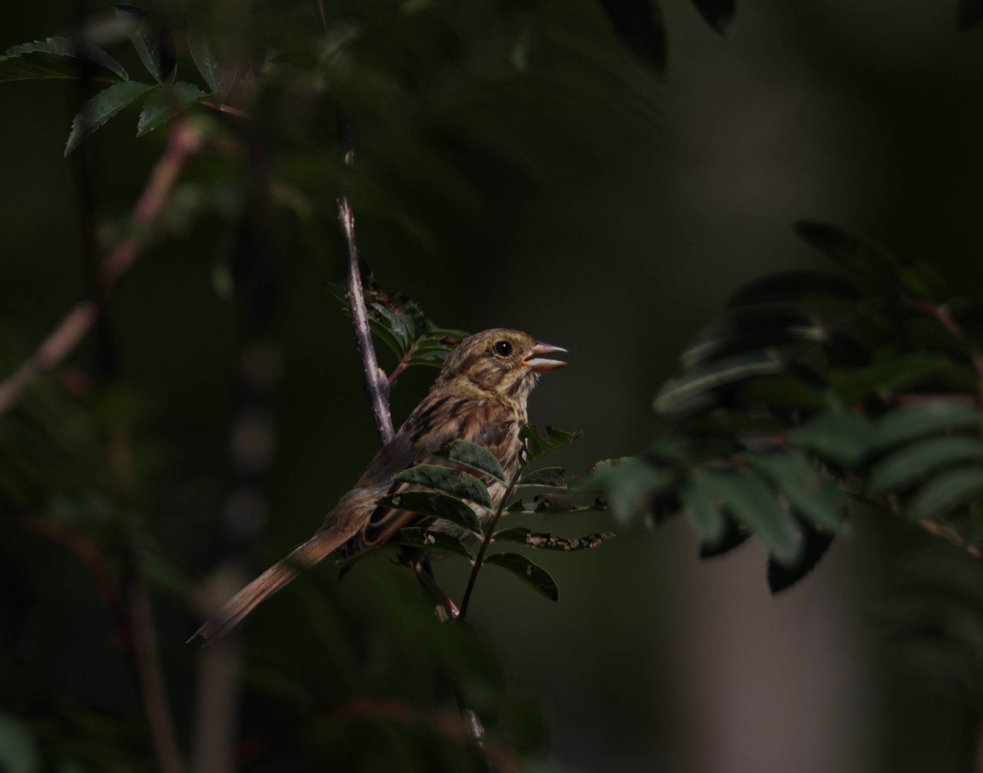 Song Sparrow