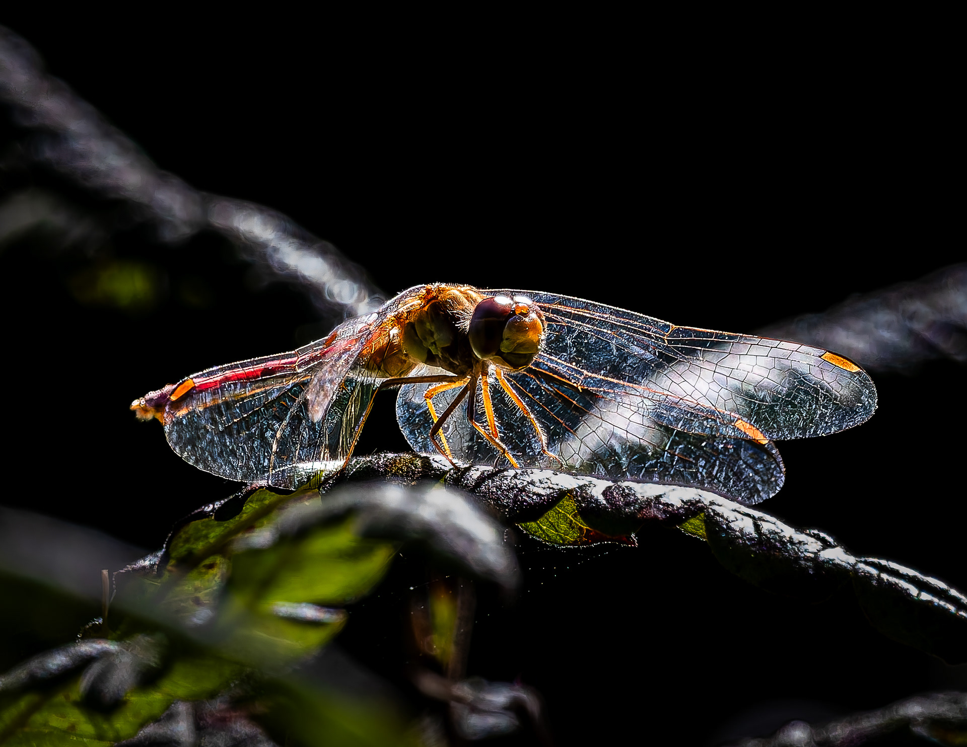 Dragonfly