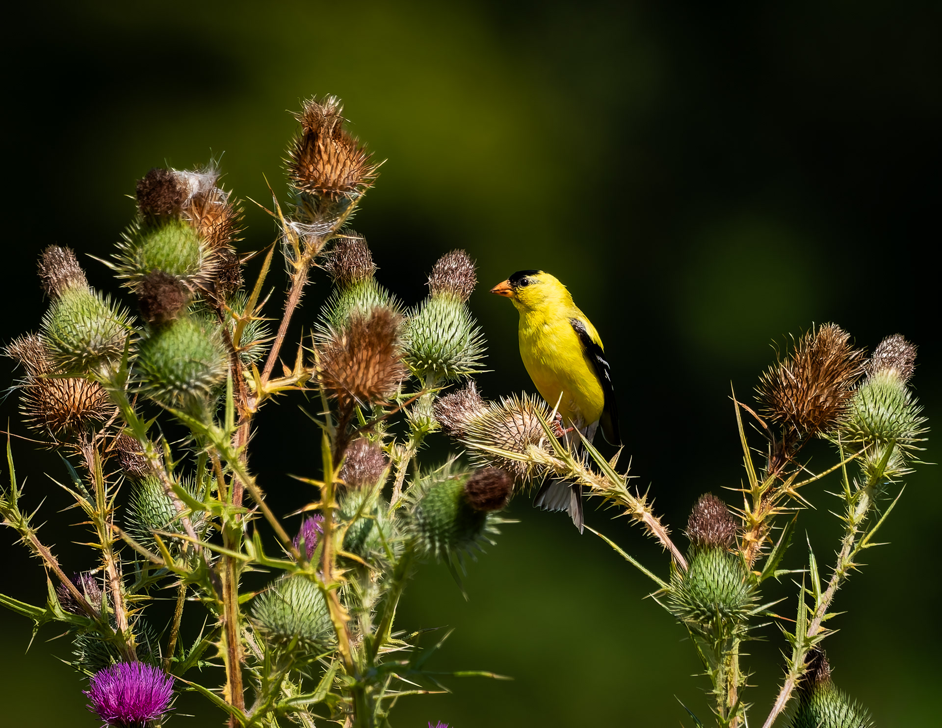 Male American Goldfinch
