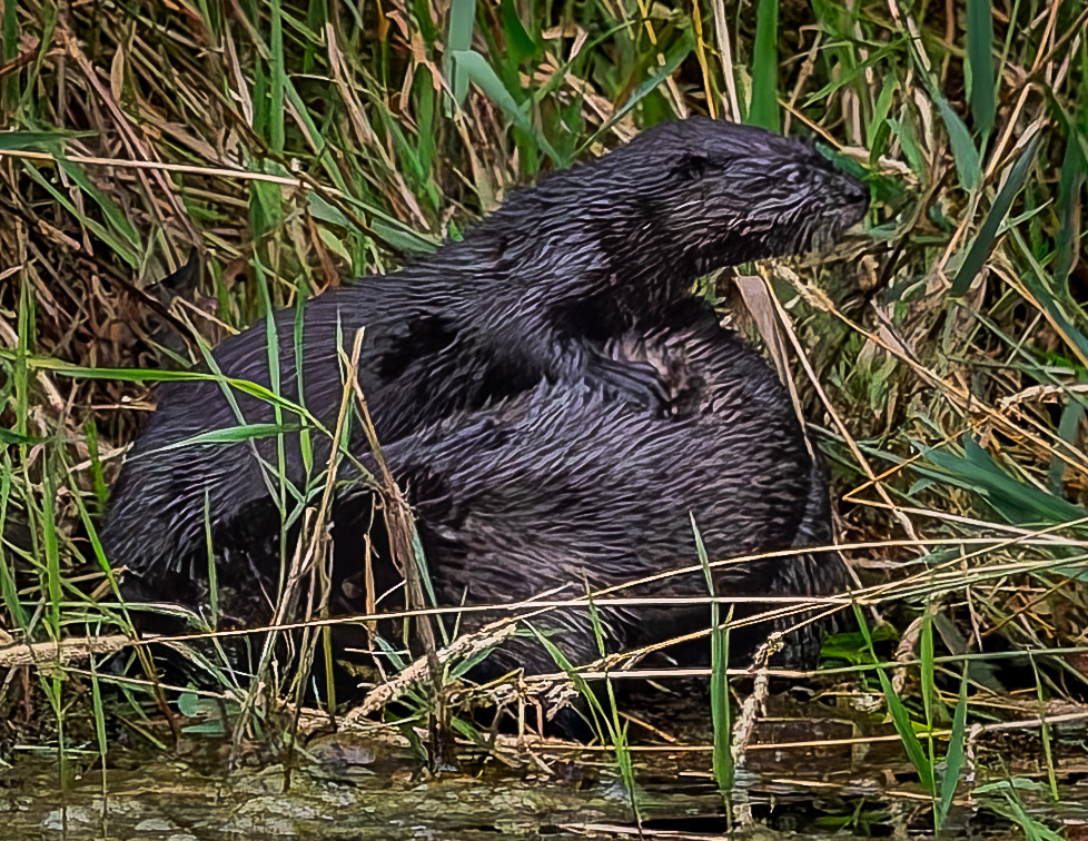 River Otters No4